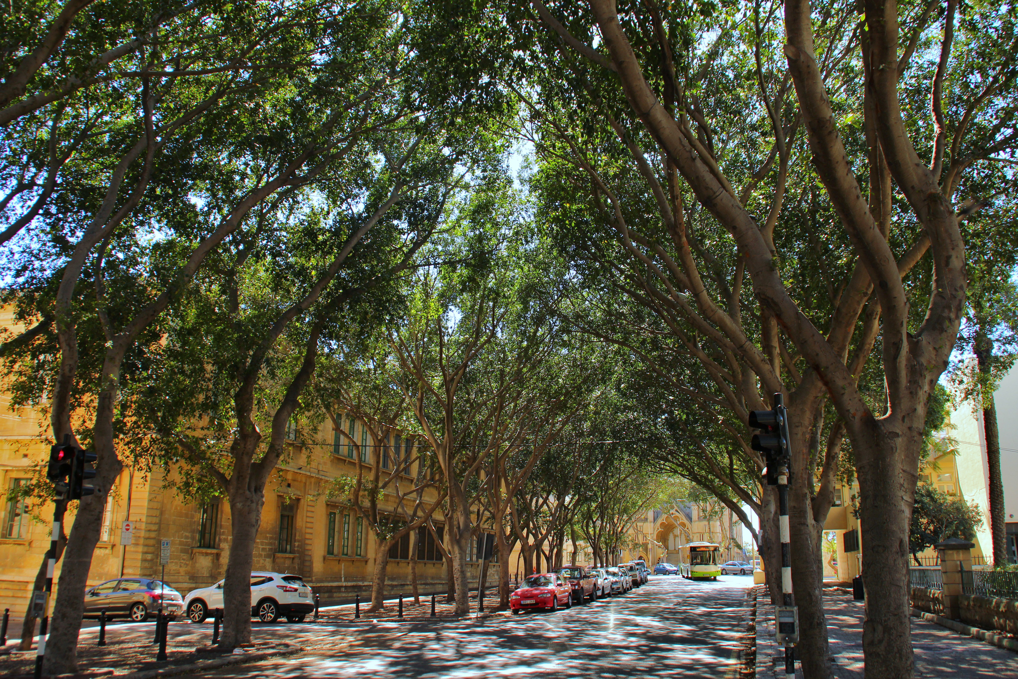Street trees