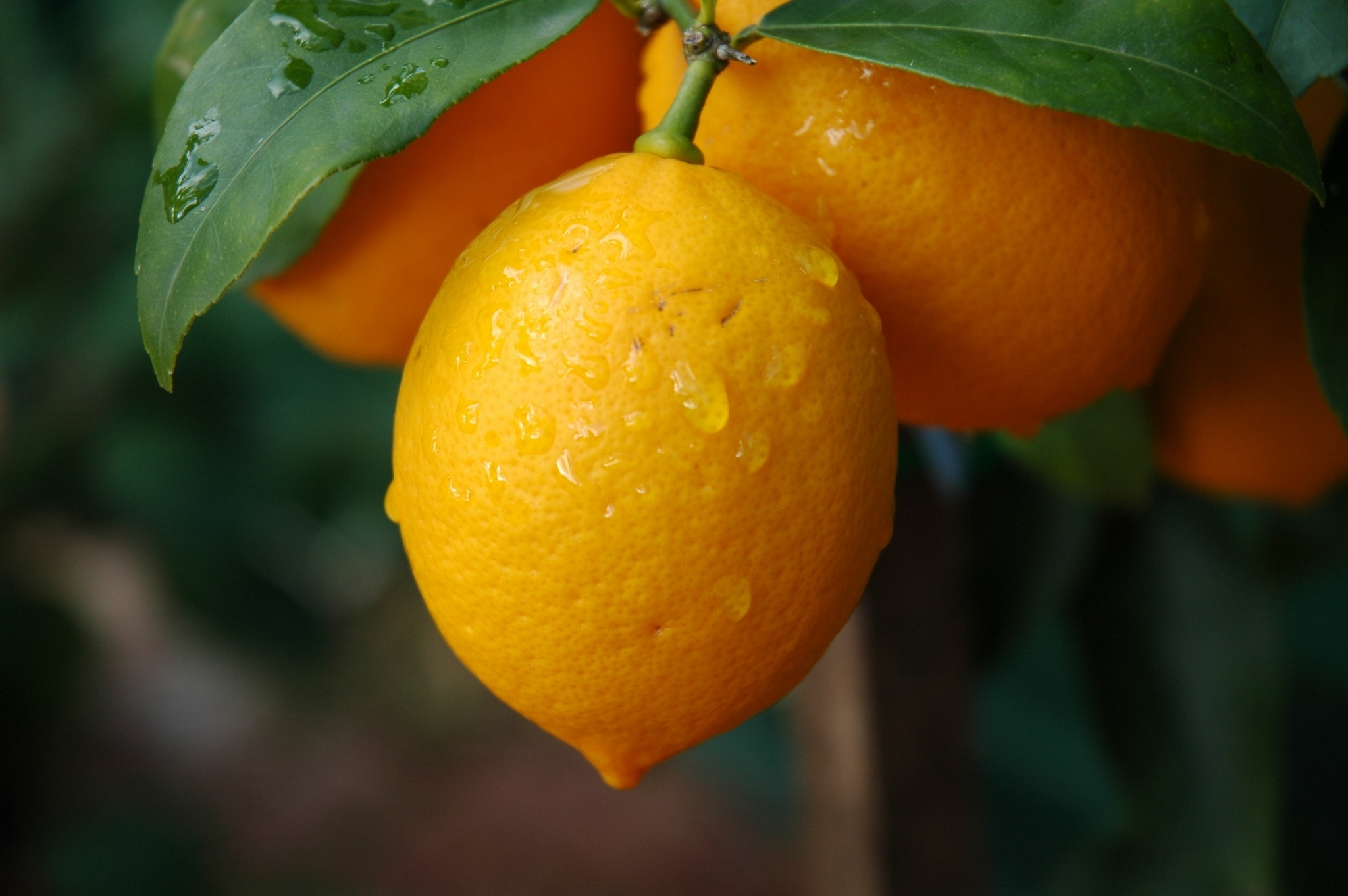 Апельсины на ветке скачать