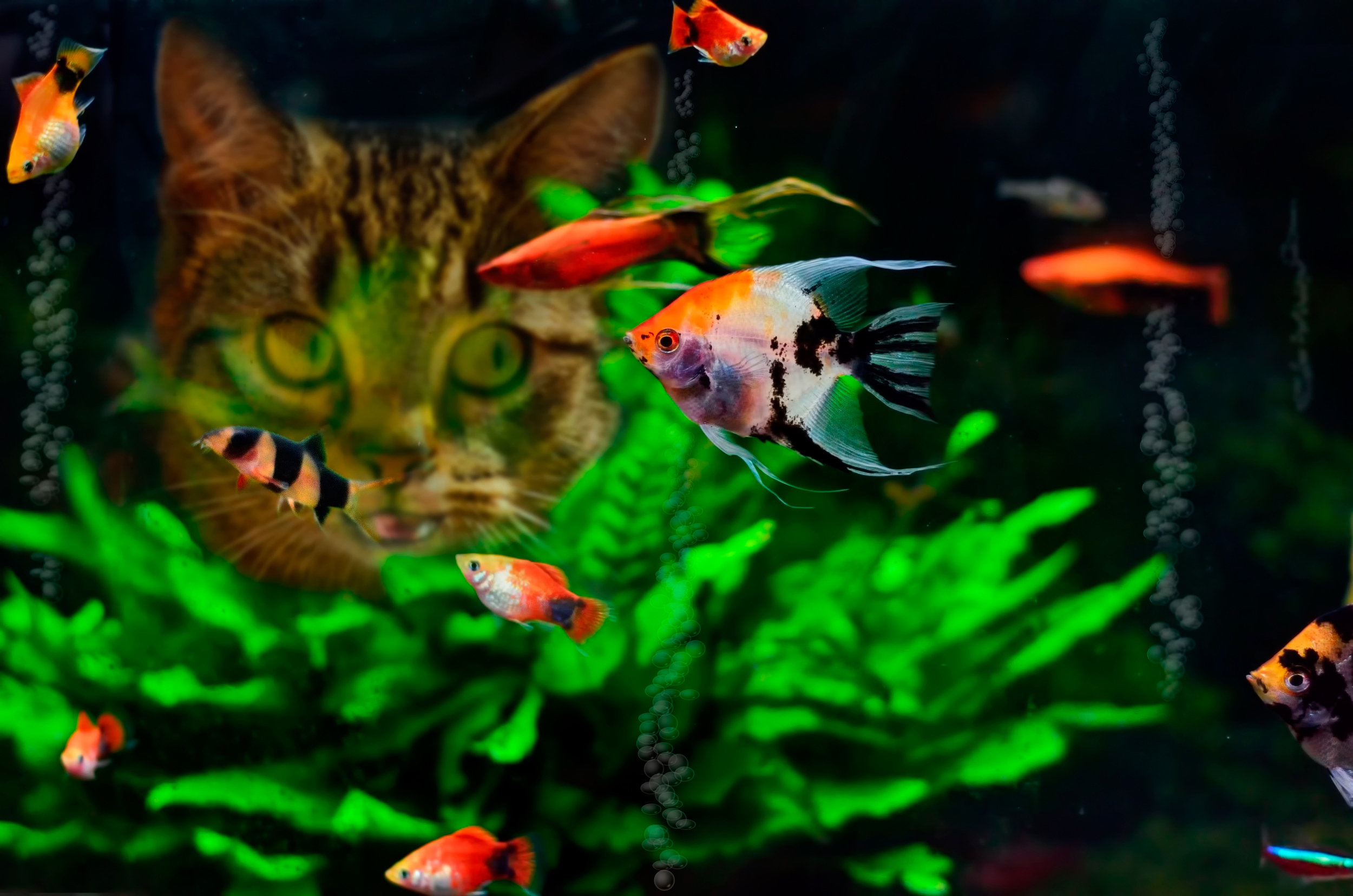 природа аквариум рыбы кот без смс