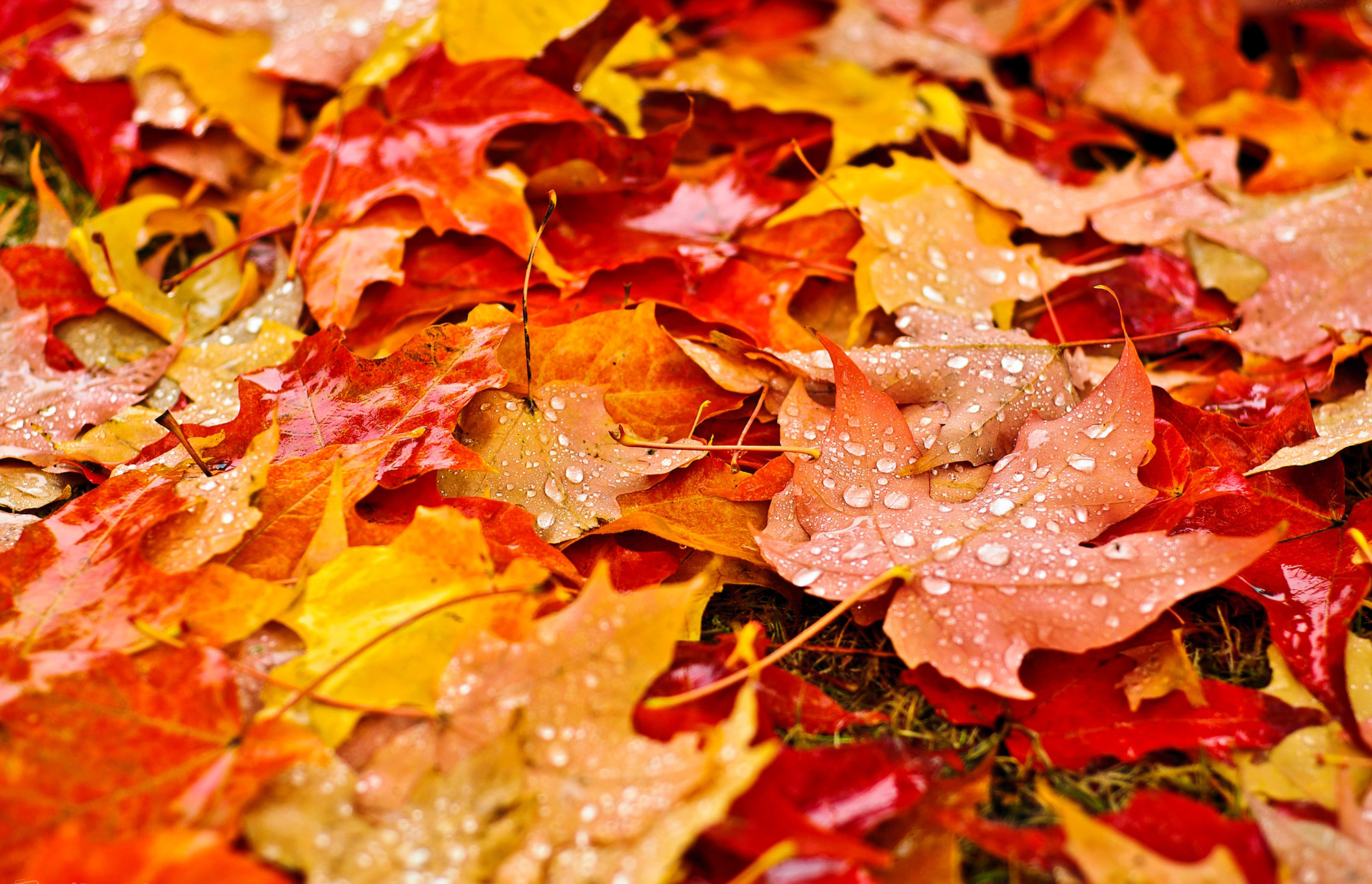 листья осень капли бесплатно