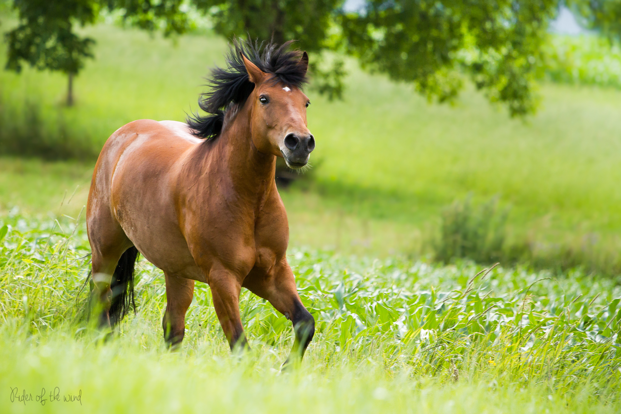 Horse pictures. Красивые лошади. Картинки лошадей. Картинки лошадей красивые. Лошади на природе.
