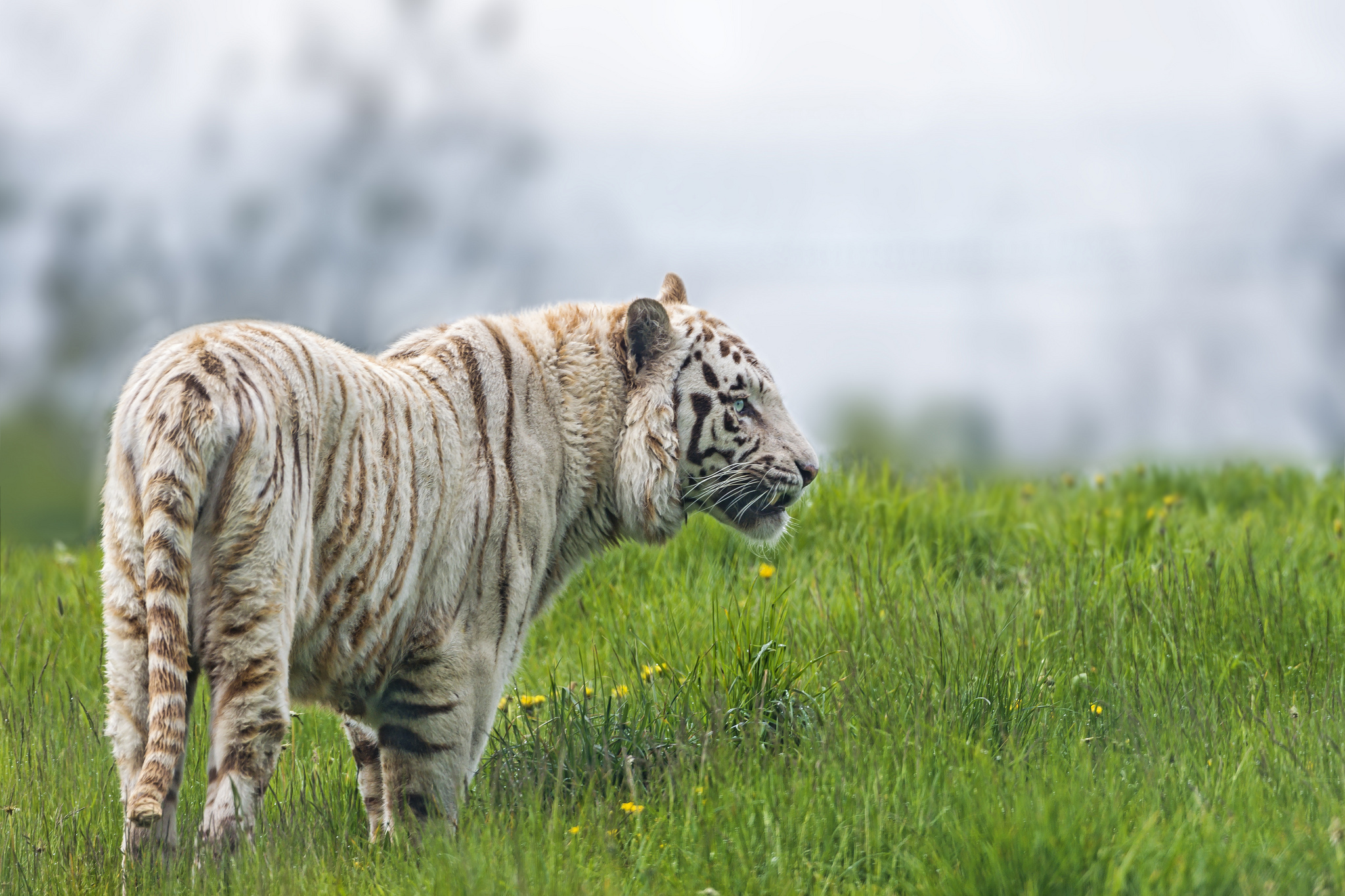 тигр белый трава бесплатно