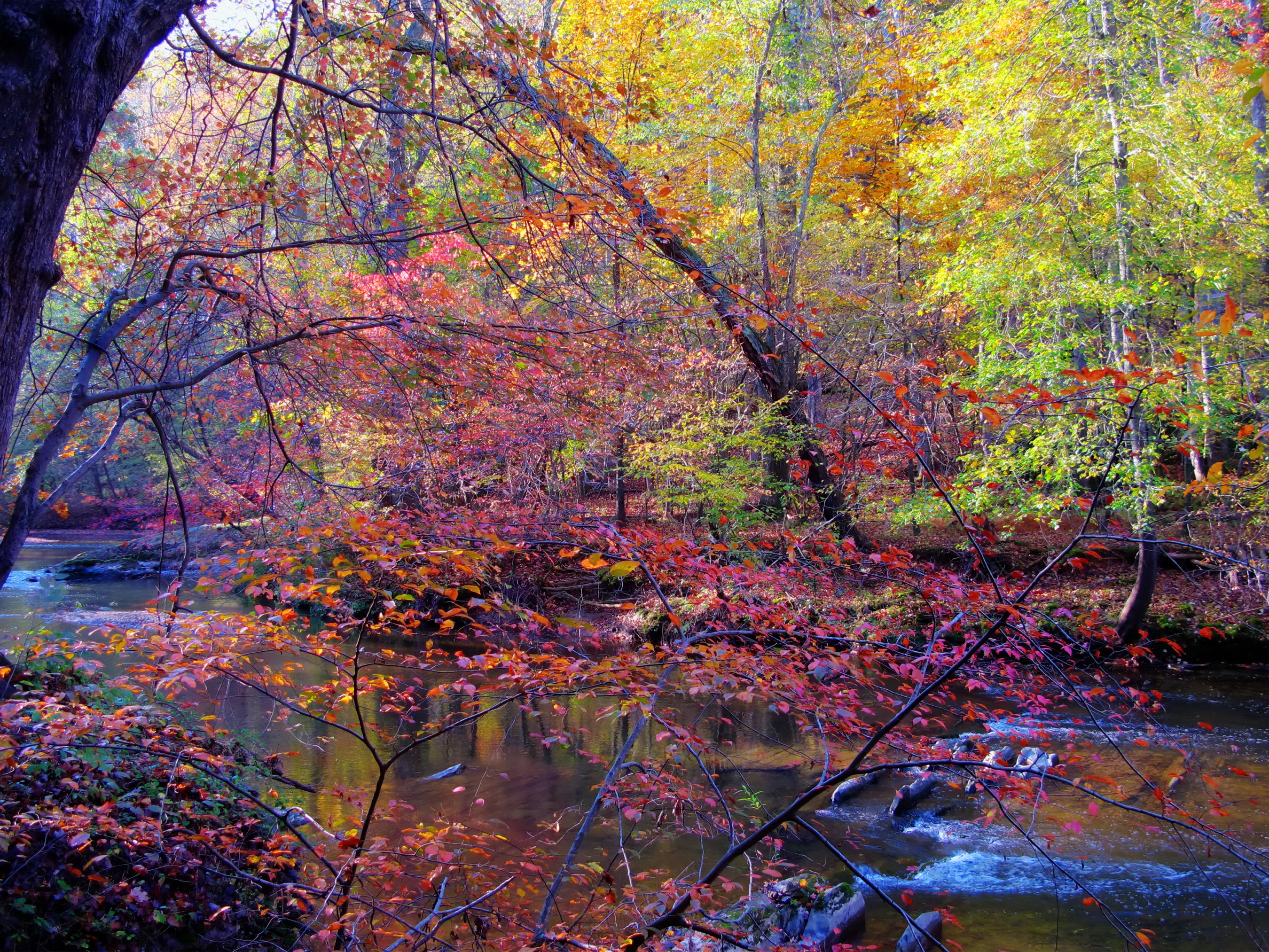 природа деревья река осень nature trees river autumn без смс