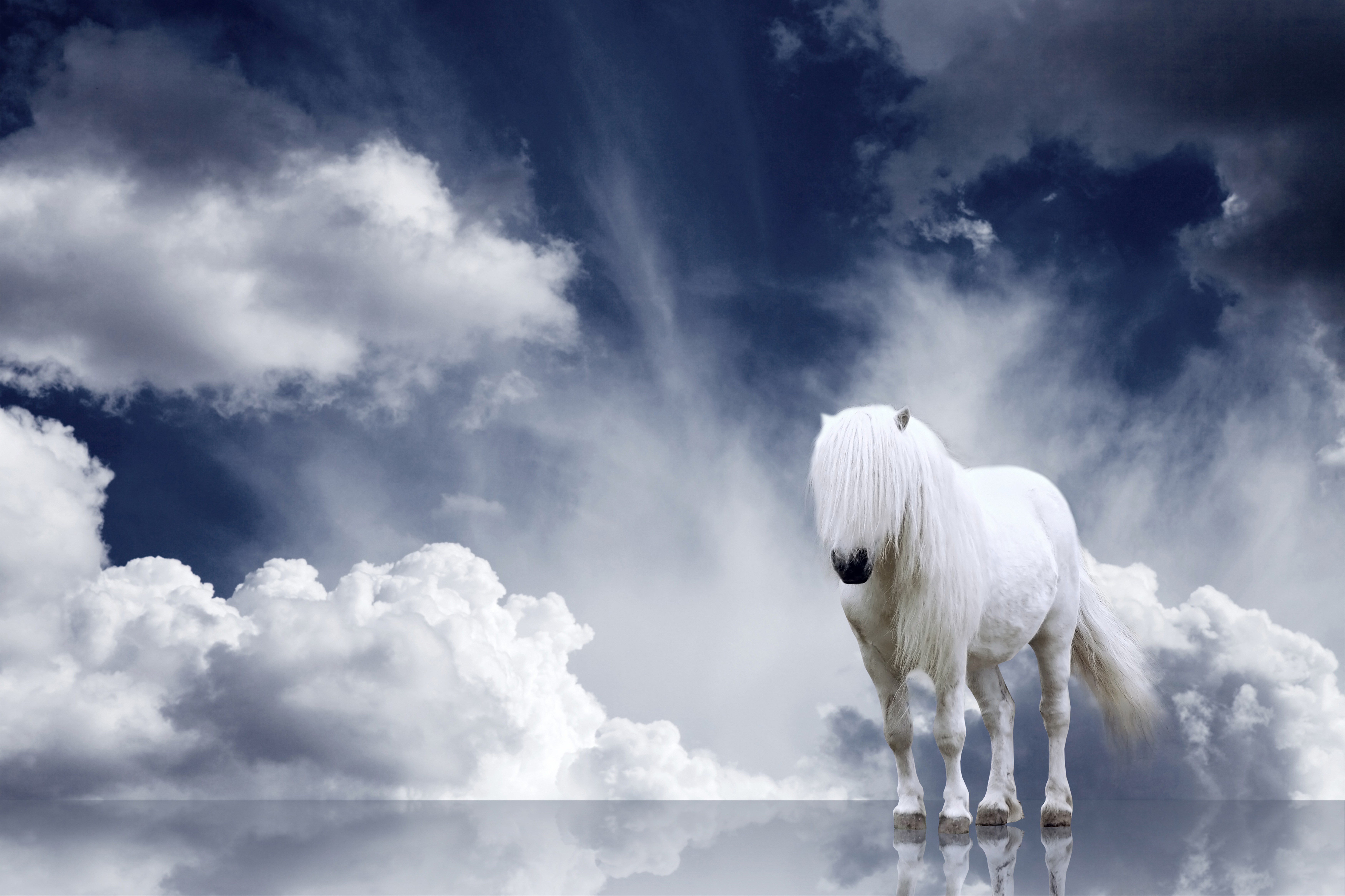Белая лошадь в облаках скачать