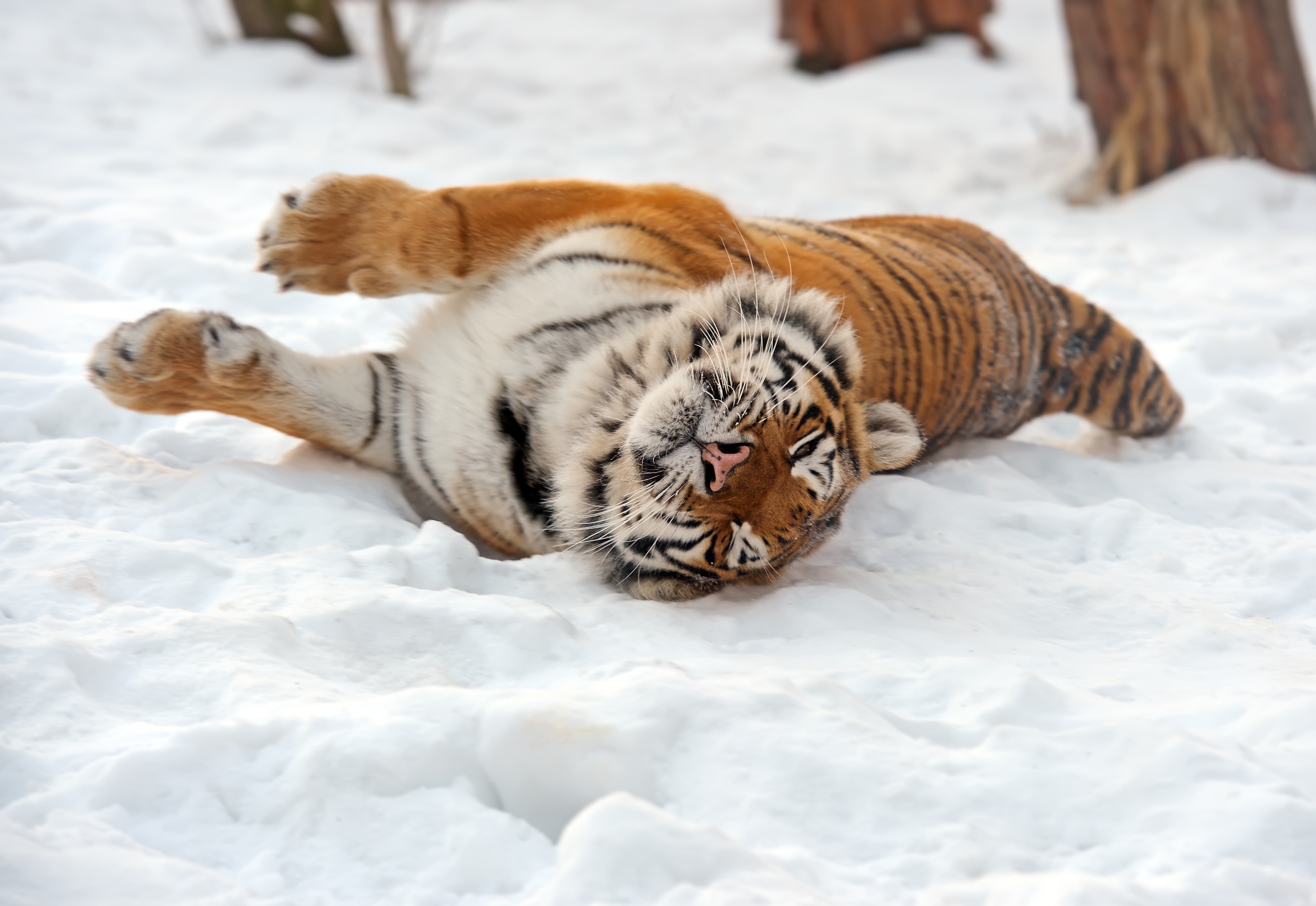 природа животные тигр снег зима загрузить
