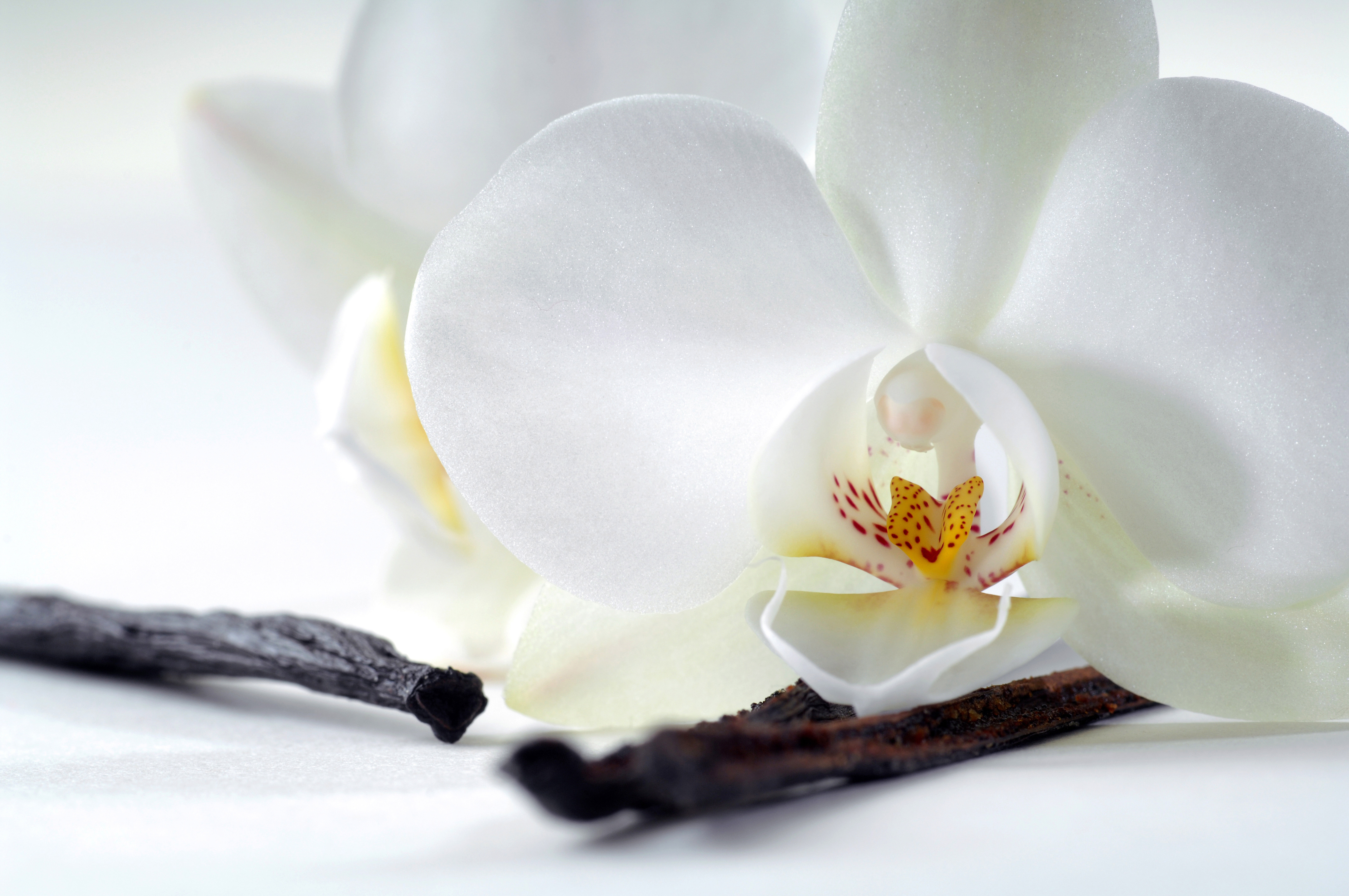 орхидеи макро камни бесплатно