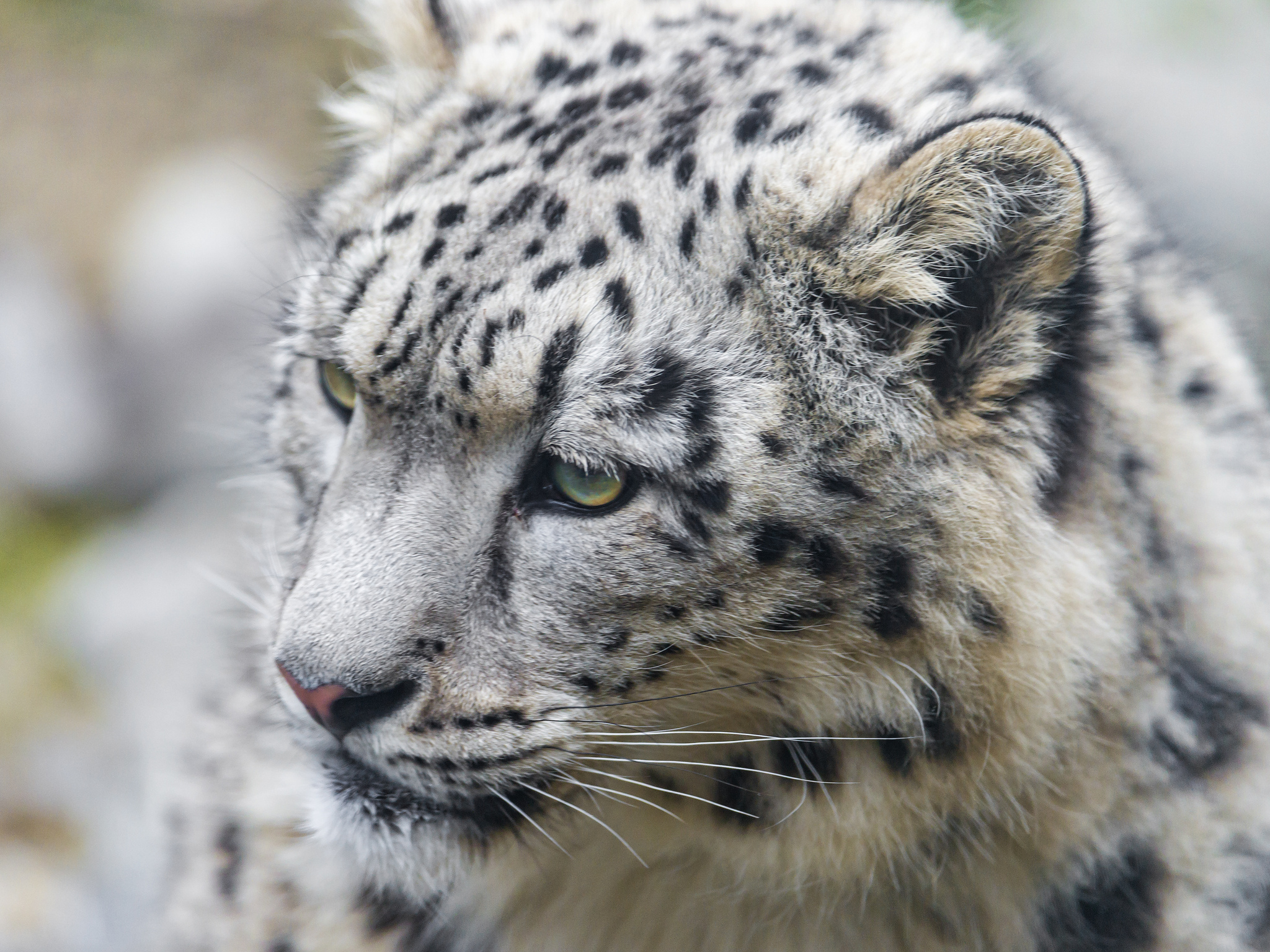 Snow leopard. Снежный Барс (Ирбис, снежный леопард). Снежный Барс 4к. Снежный Барс Новосибирск. Снежный Барс анфас.