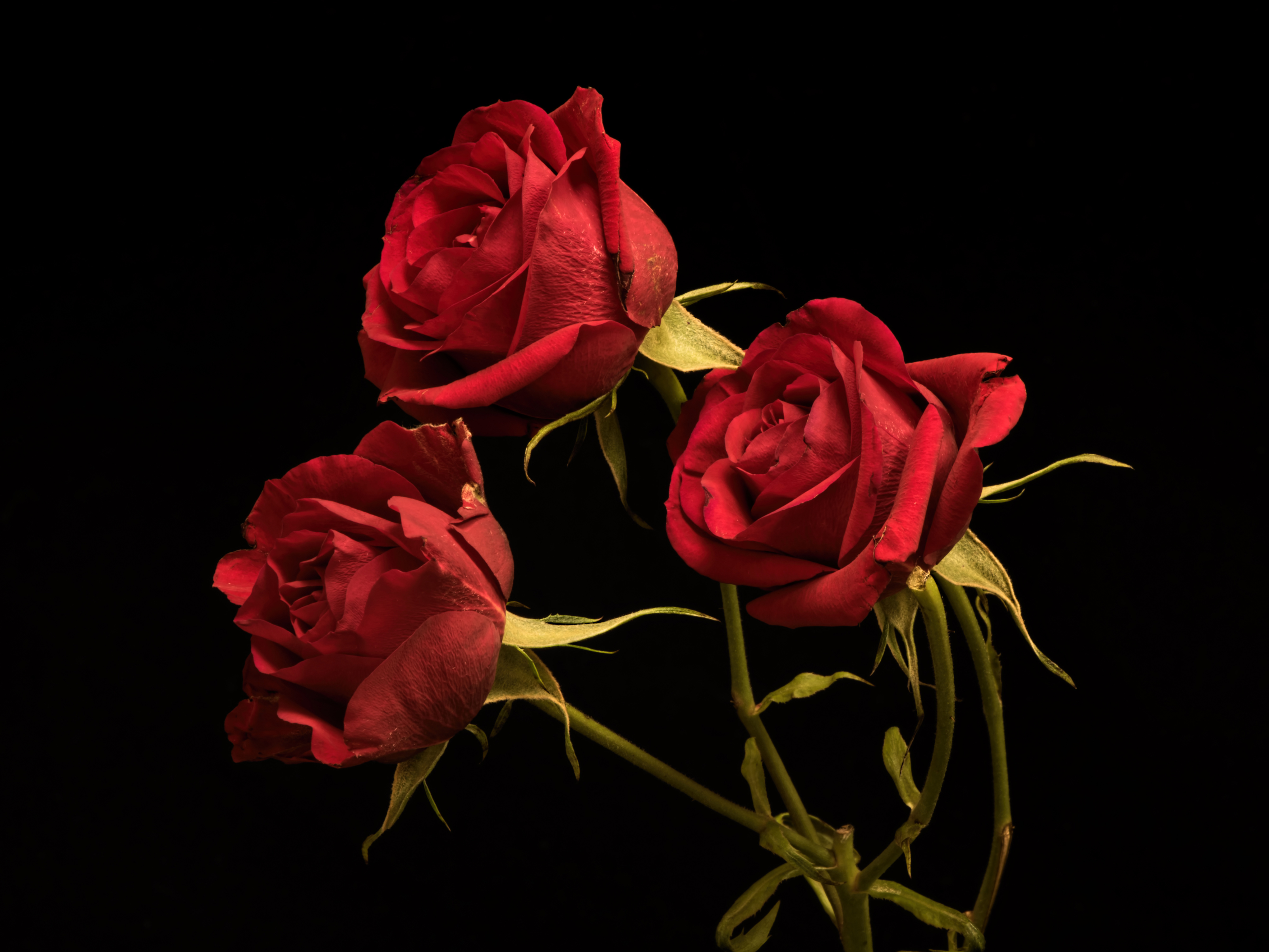 Картинки Розы Красный цветок Трое 3 на черном фоне 4800x3600 роза красная красные красных Цветы три втроем Черный фон