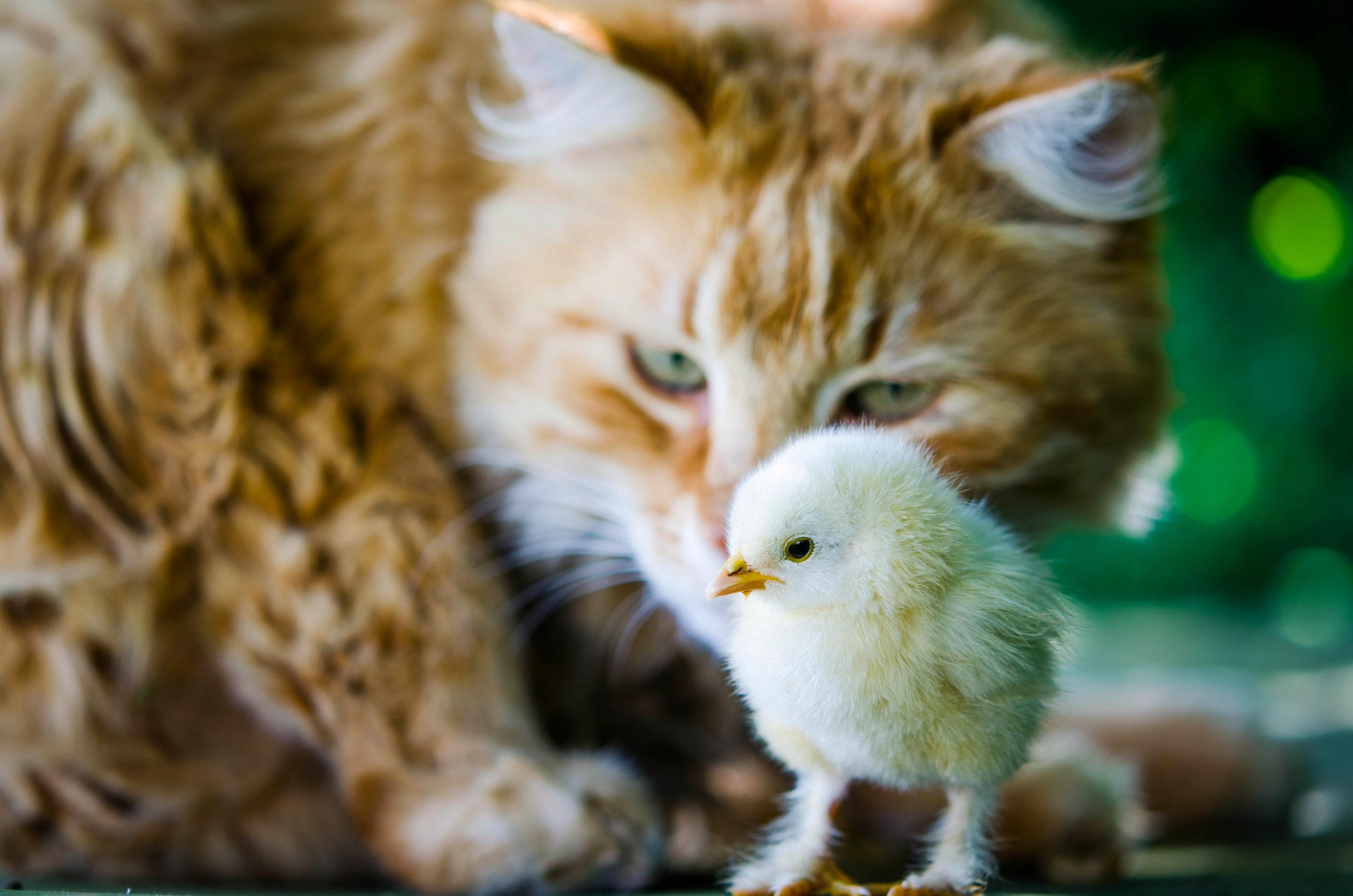 Кошкам про птичек. Котенок и цыпленок. Рыжий котенок и цыпленок. Кошка и птица. Кот и птенцы.