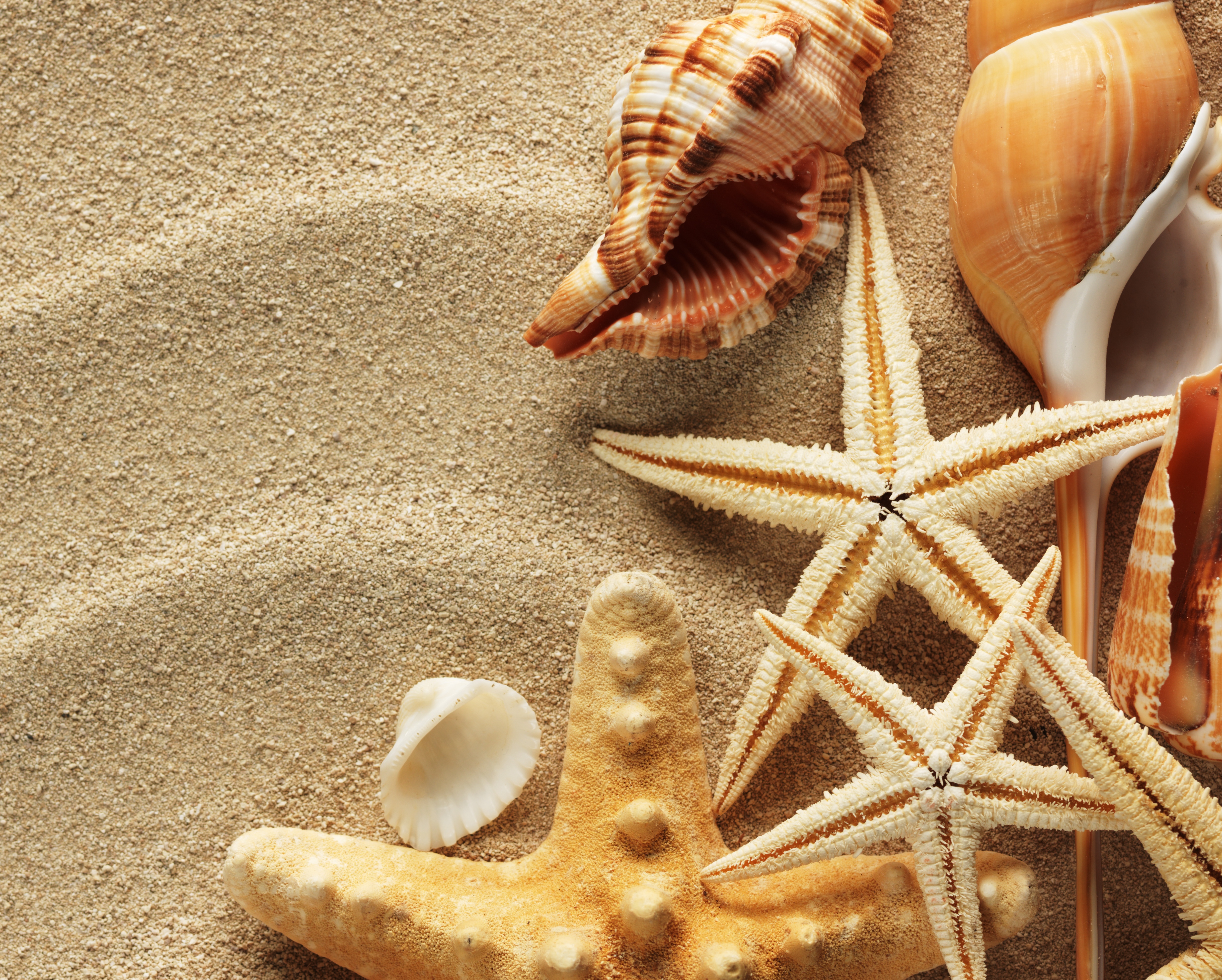 песок ноги морская звезда раковина sand feet sea star sink бесплатно
