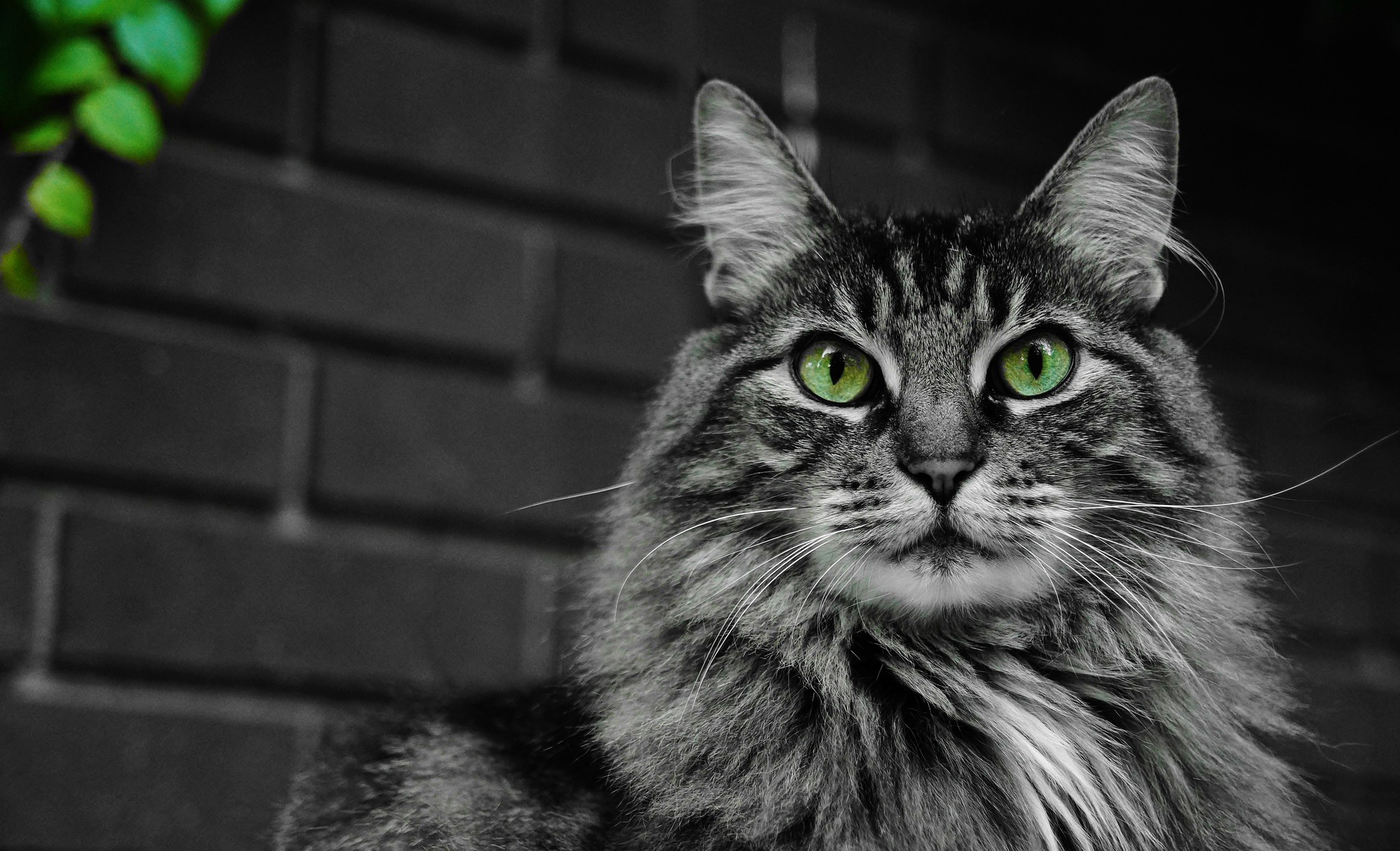 кот зеленые глаза мордочка без смс