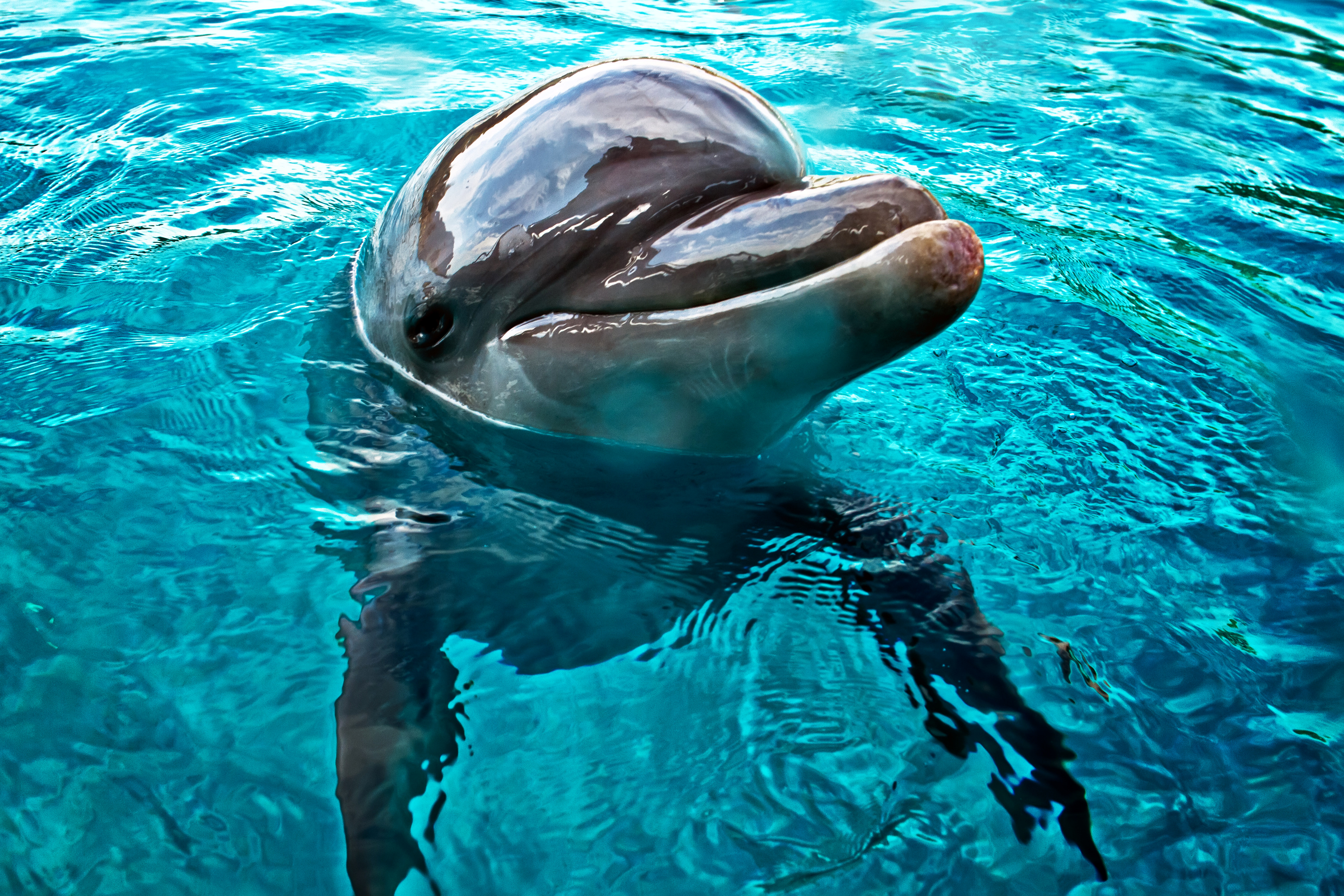 Дельфин живет в воде. Продельфины. Малайский продельфин. Дельфин. Морские животные Дельфин.