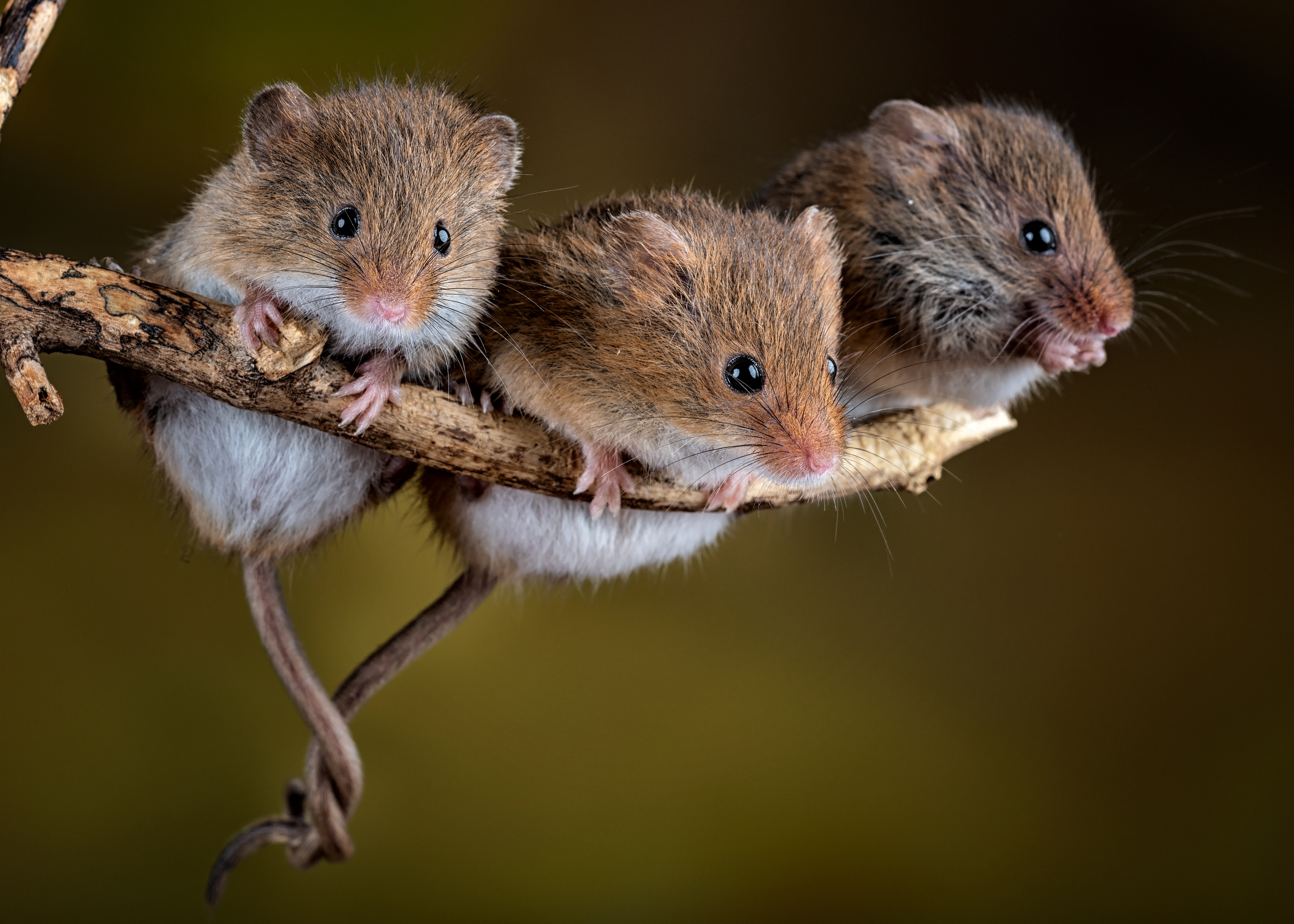 Картинки Мыши Грызуны harvest mouse Трое 3 Животные три втроем животное