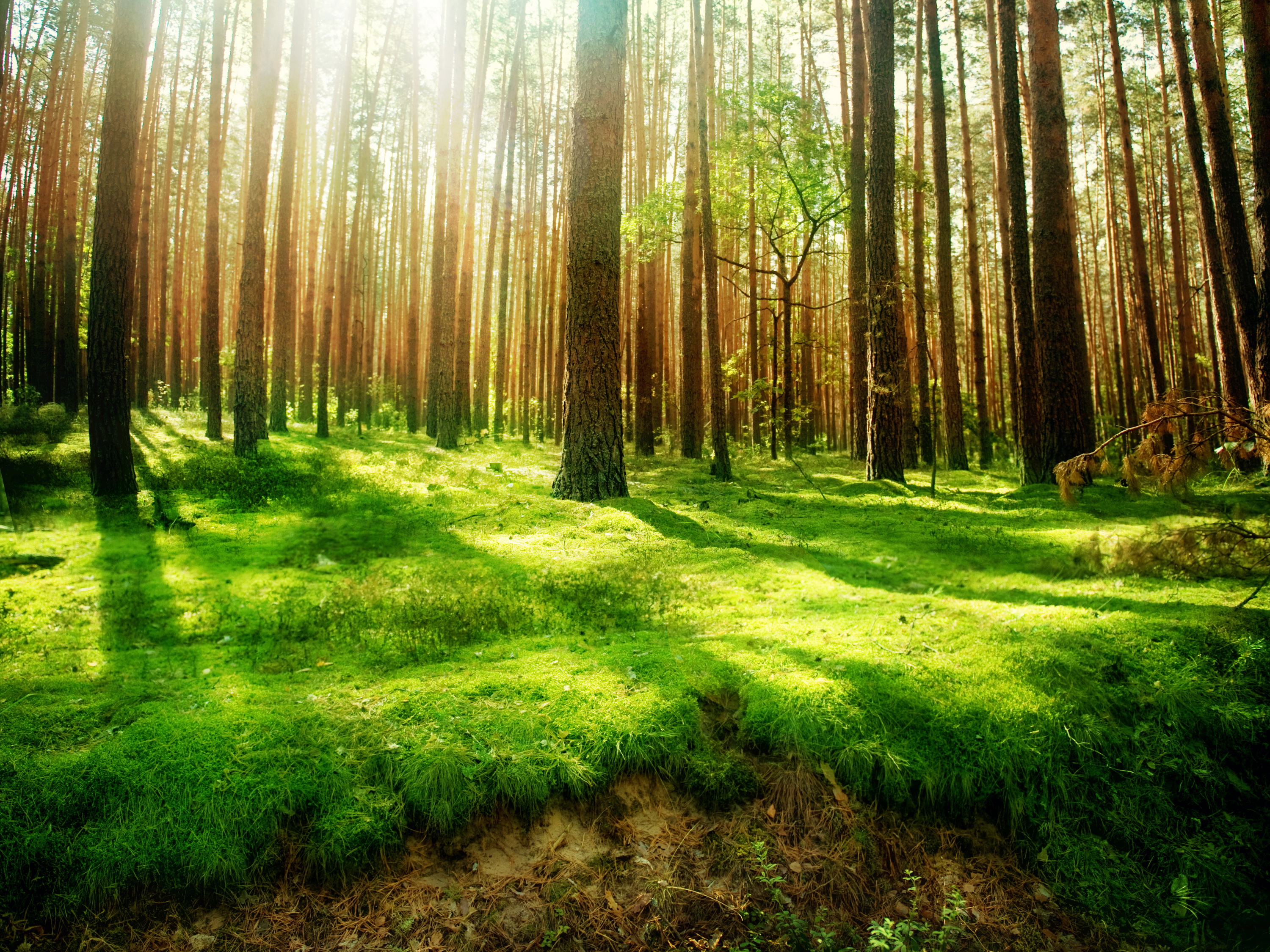 природа деревья лес без смс