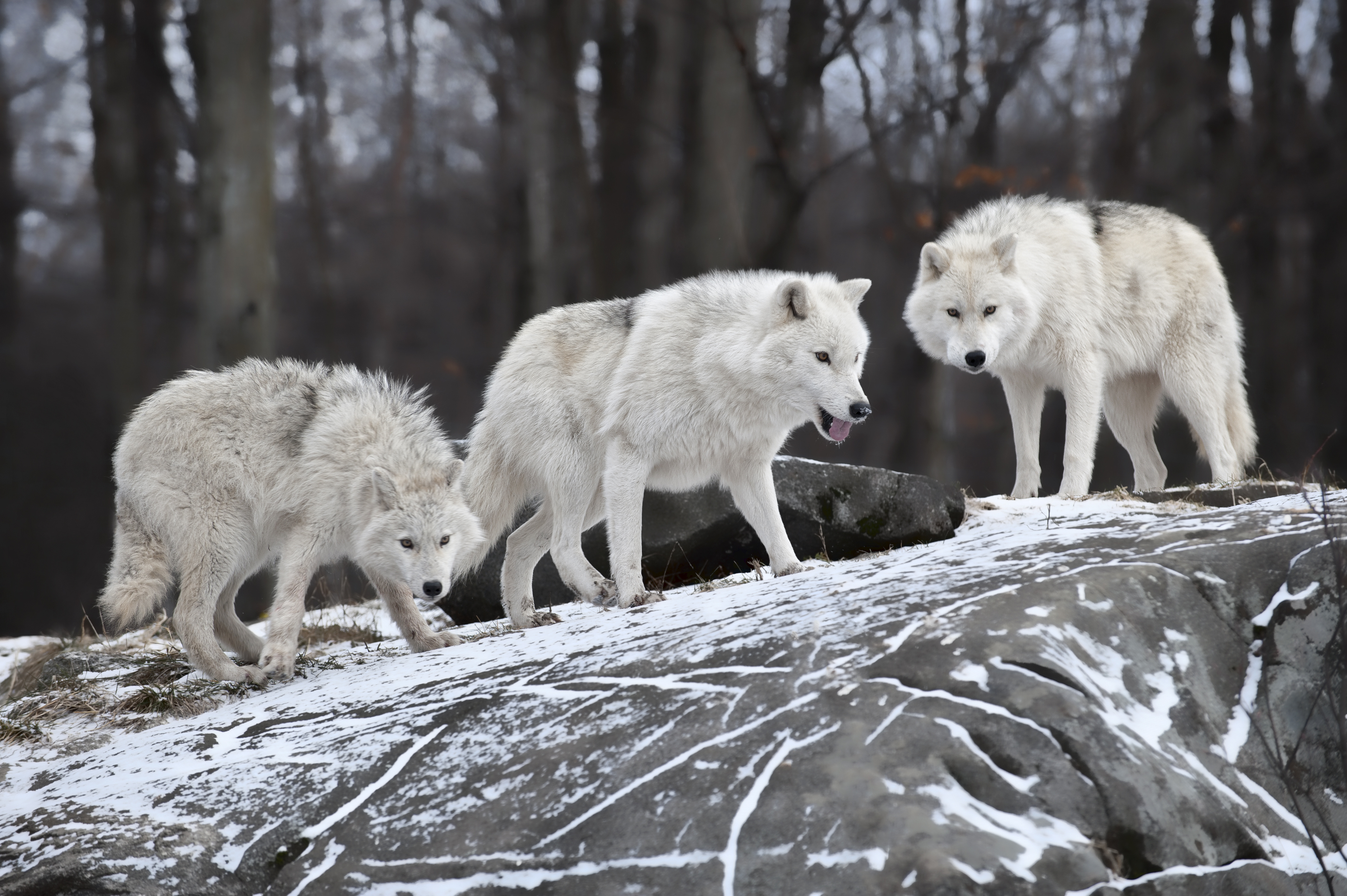 природа животные волк без смс