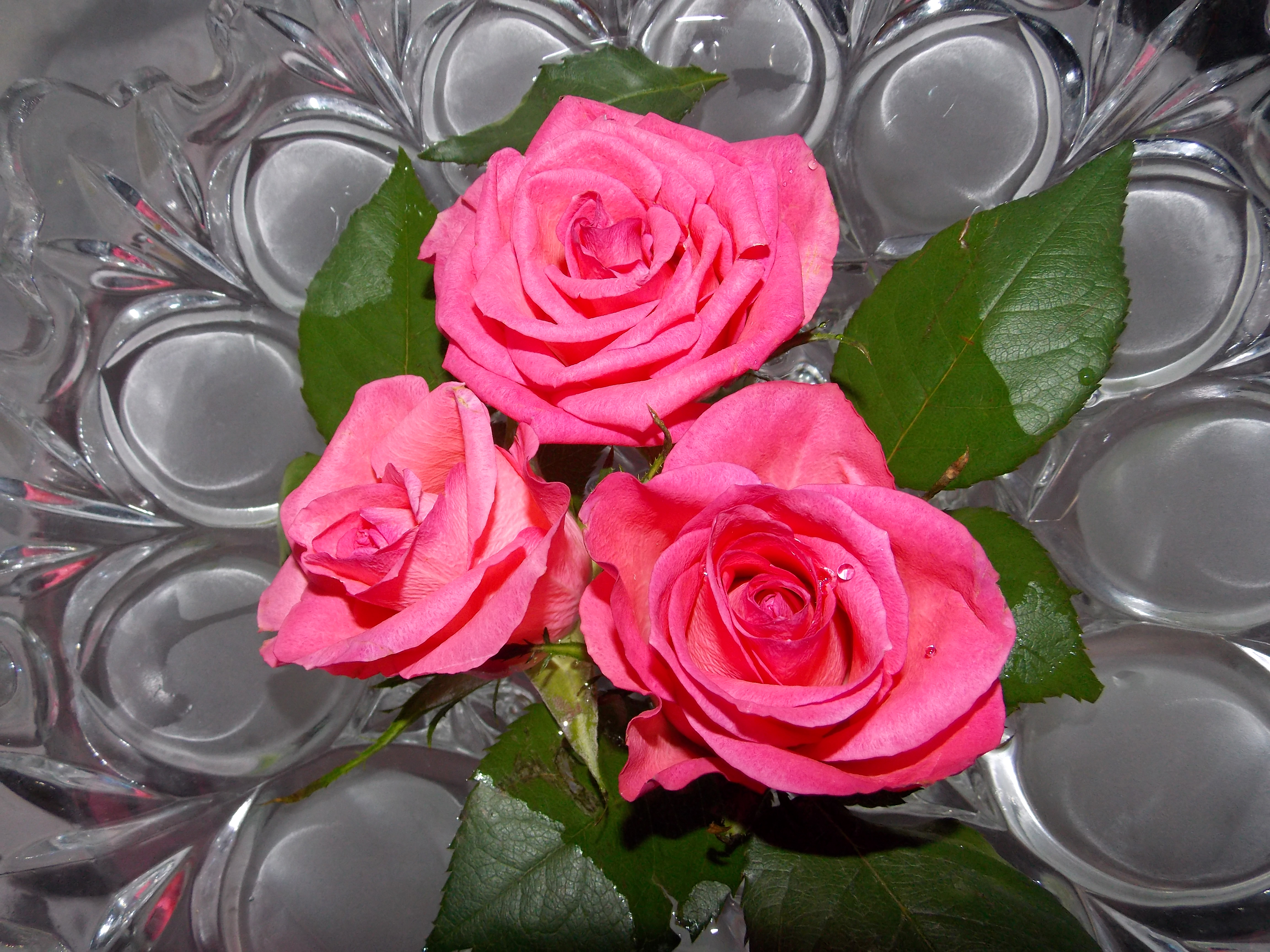 Розы Трое 3 Розовый Цветы фото 3000x2250 цветок, роза, розовая, розовые, ро...