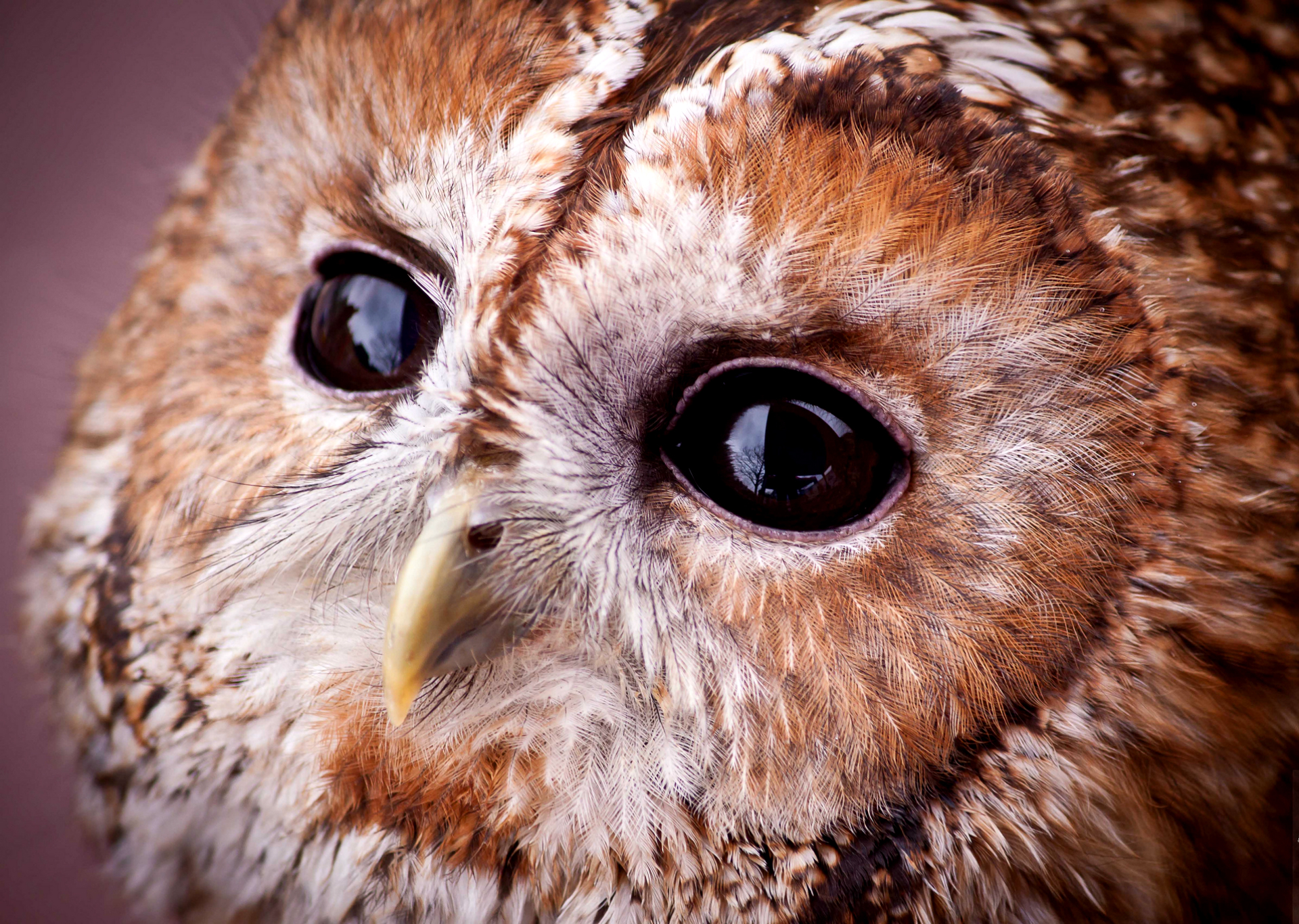 https://s1.1zoom.ru/big3/906/Closeup_Macro_Eyes_Owls_Birds_Tawny_owl_Beak_527531_1920x1366.jpg
