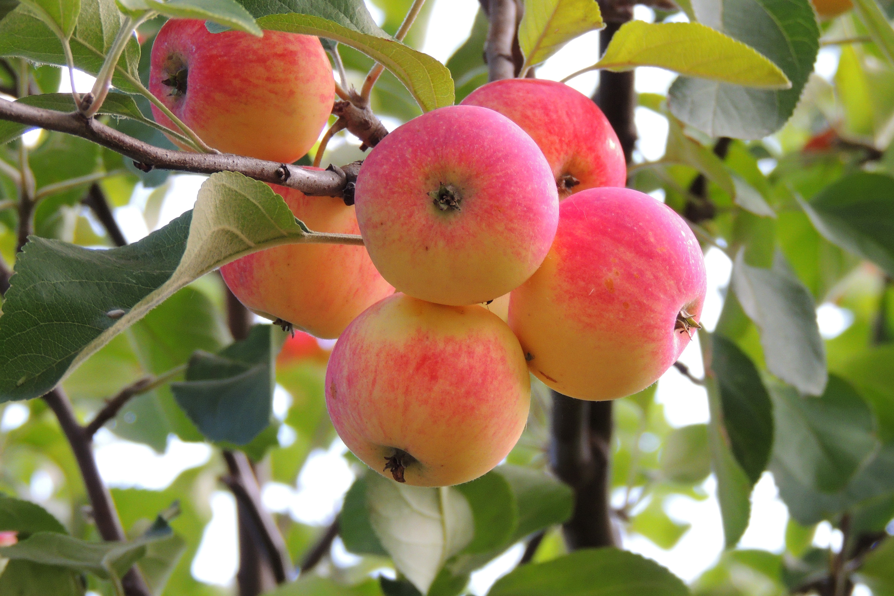 5 способов сделать подпорки для плодовых деревьев