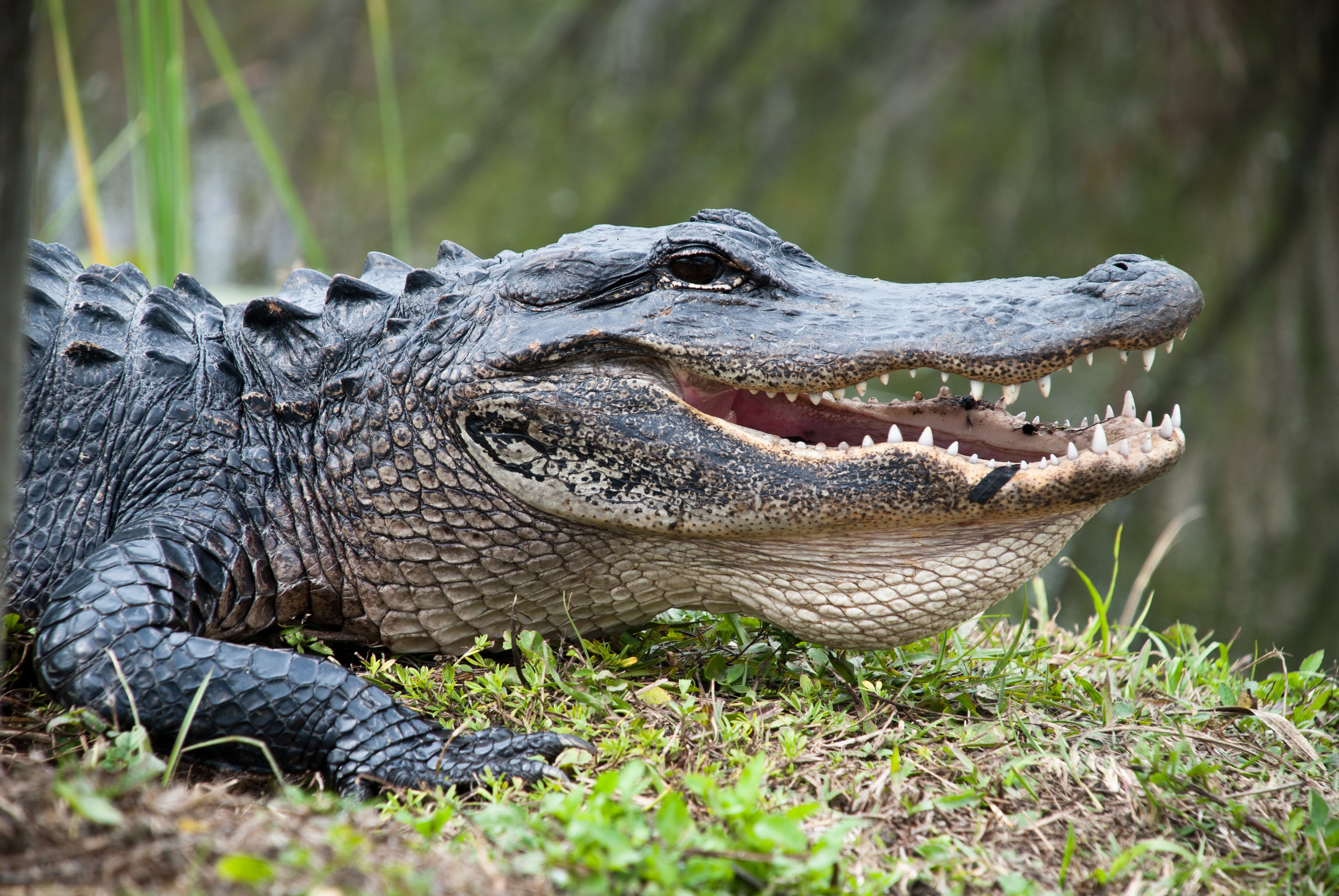 Картинки крокодил Зубы головы животное 3872x2592 Крокодилы Голова Животные