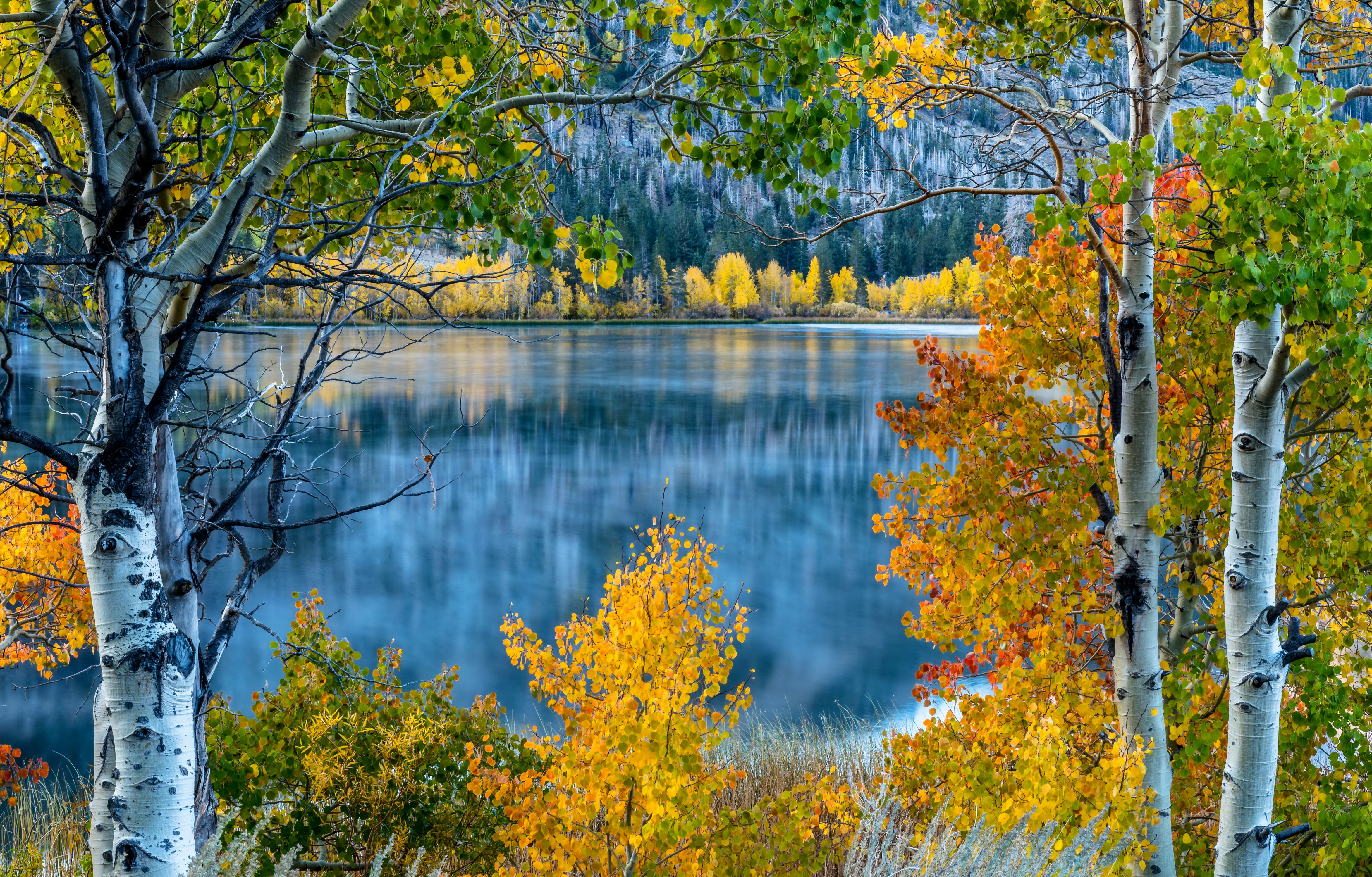 Осень береза озеро без смс