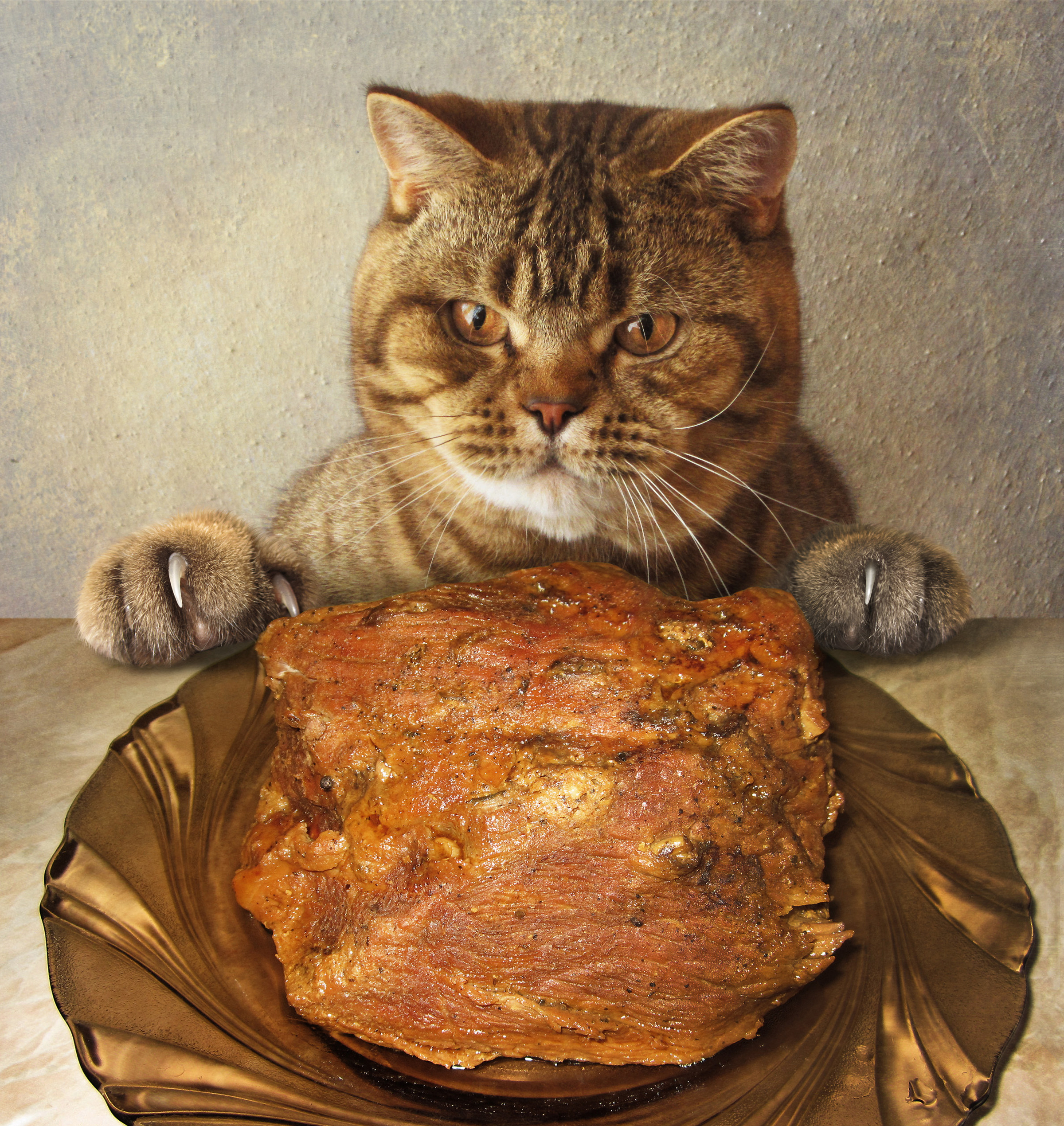 Толстый голодный. Котик с едой. Еда для кошек. Котейка с едой. Пирог кошка.