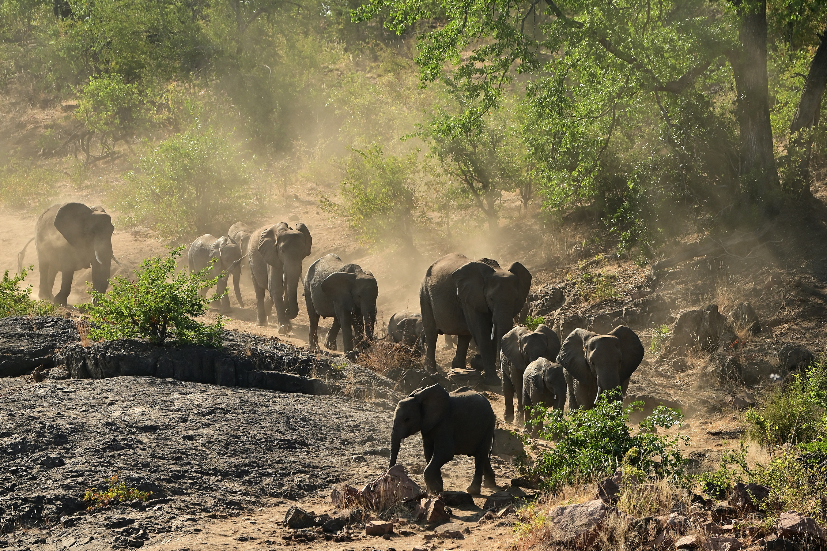 Фото Слоны Много Животные 2700x1800 слон животное