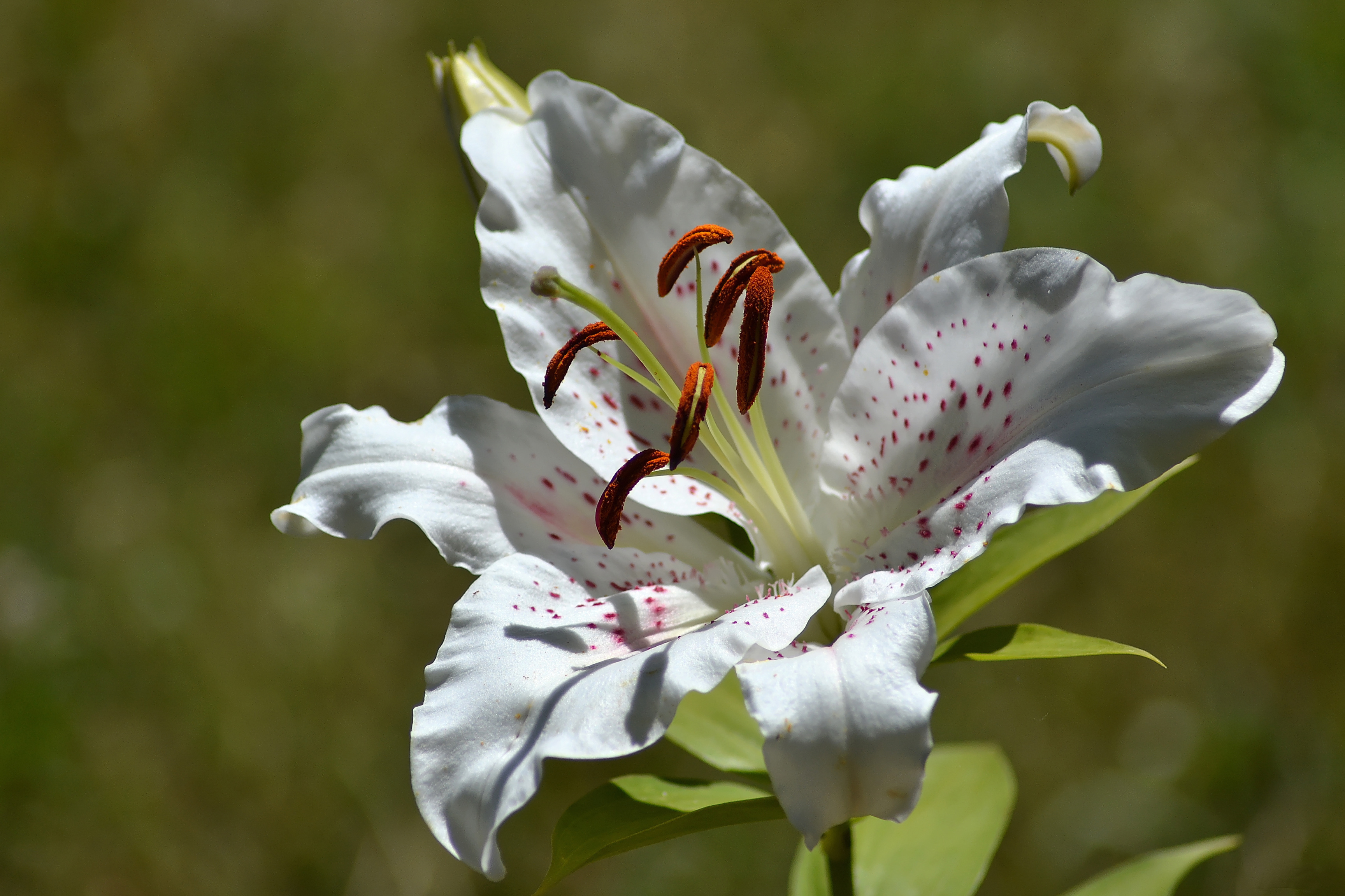 Фотография лилия белая Цветы Крупным планом 3456x2304 Лилии Белый белые белых цветок вблизи