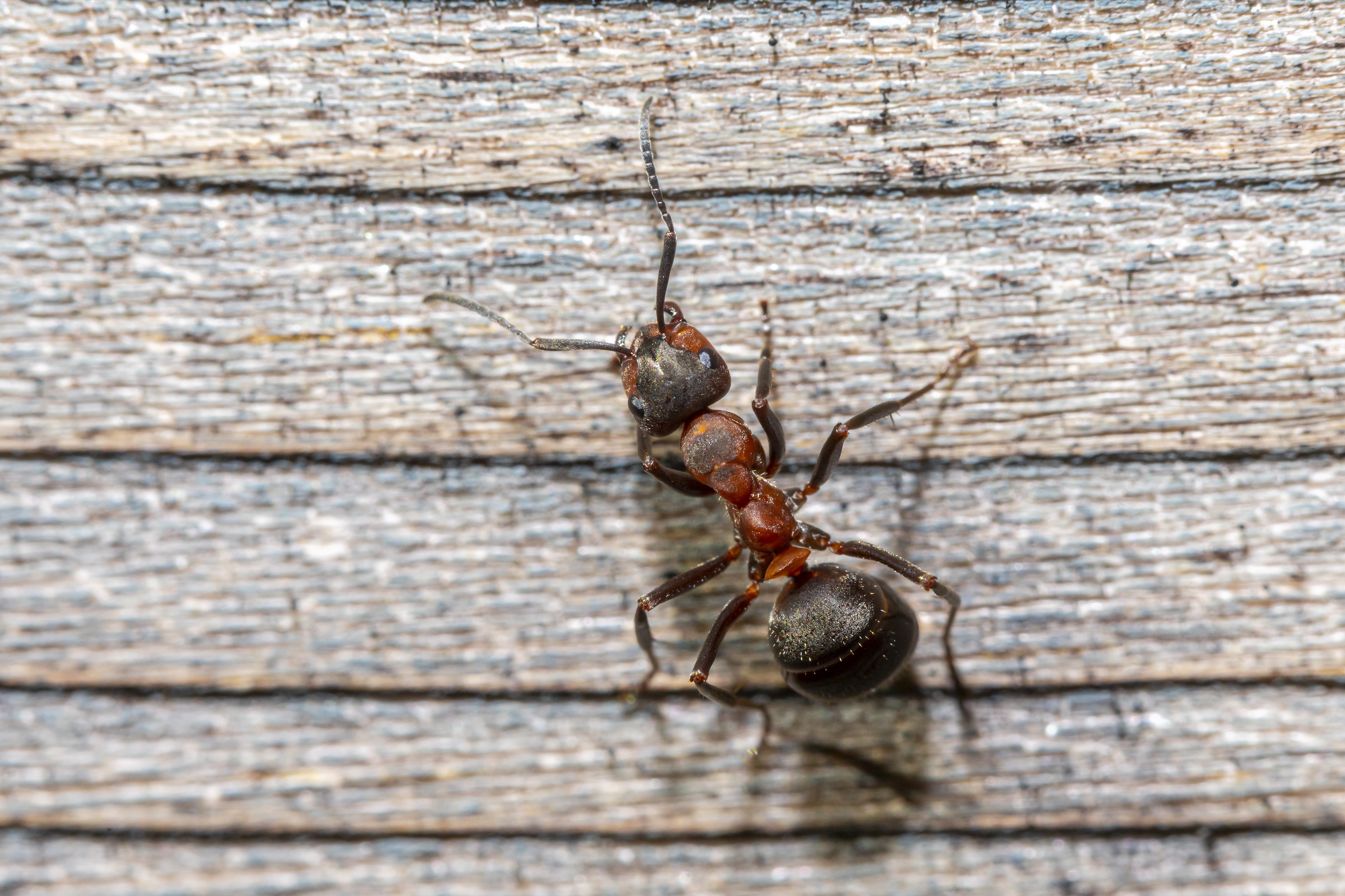 Картинка Муравьи Насекомые red forest ant Животные Крупным планом 4000x2667 насекомое вблизи животное