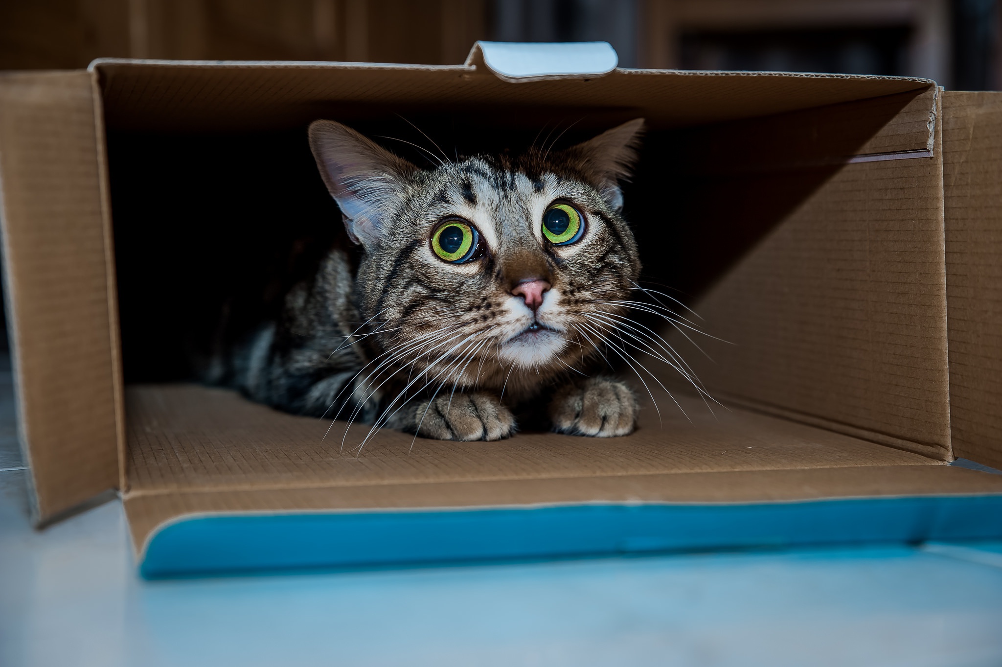 Котенок в коробке без смс
