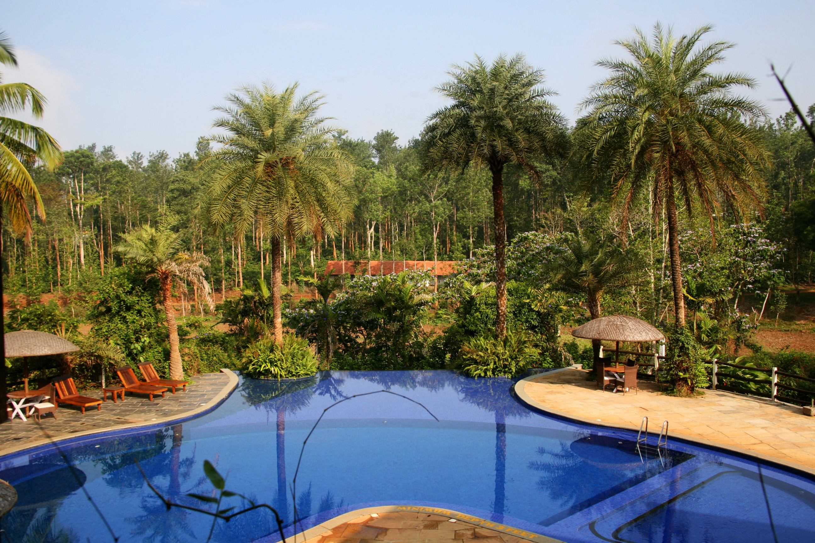 Фотография Индия Курорты Плавательный бассейн Природа Пальмы Бассейны пальм пальма