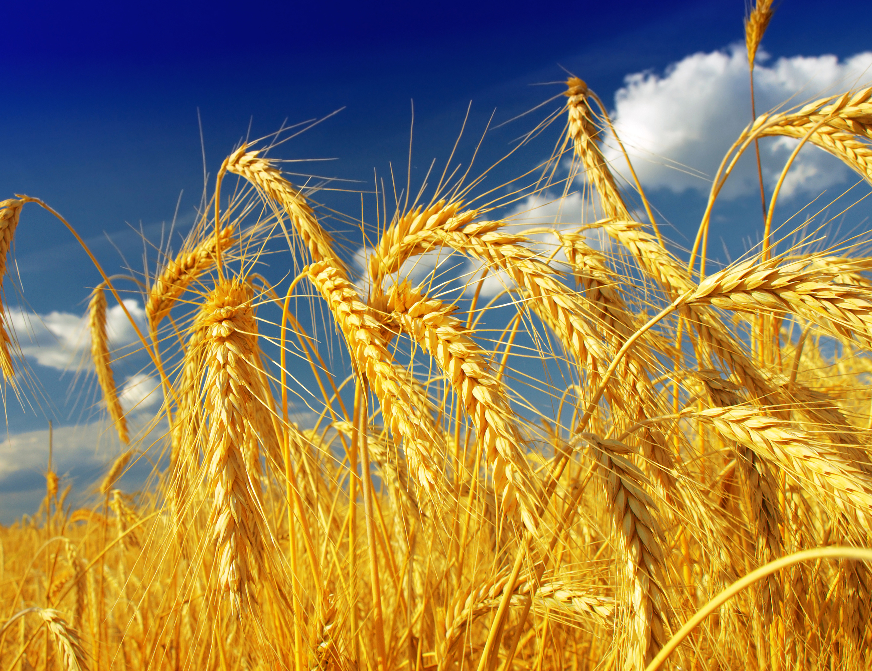 В тишине полей наливаются золотом колосья. Пшеница сорт старшина. Семяносные колоски колоски. Рустикана пшеница. Колосья пшеницы.