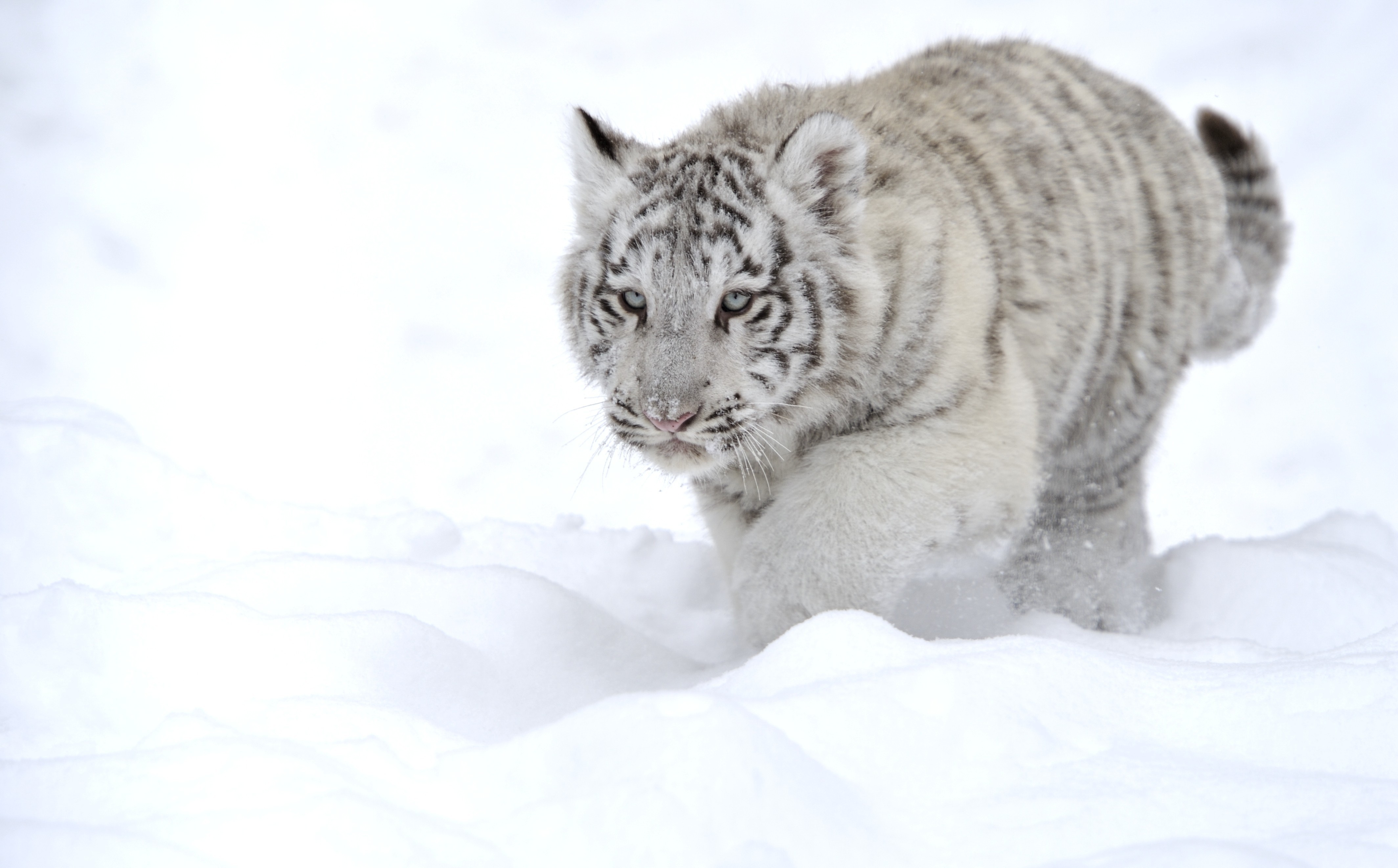 белый тигр на снегу бесплатно