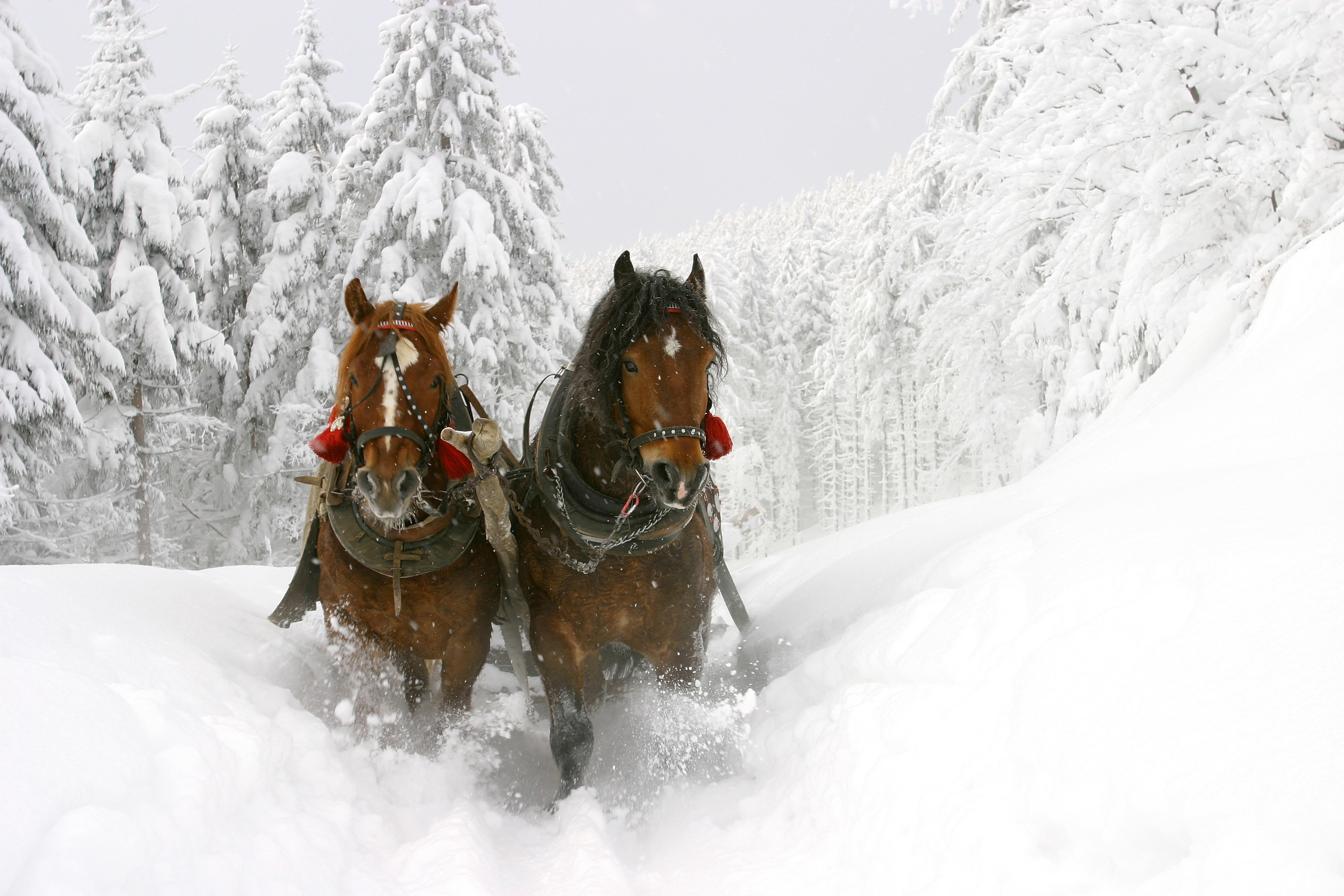 лошади на снегу без смс
