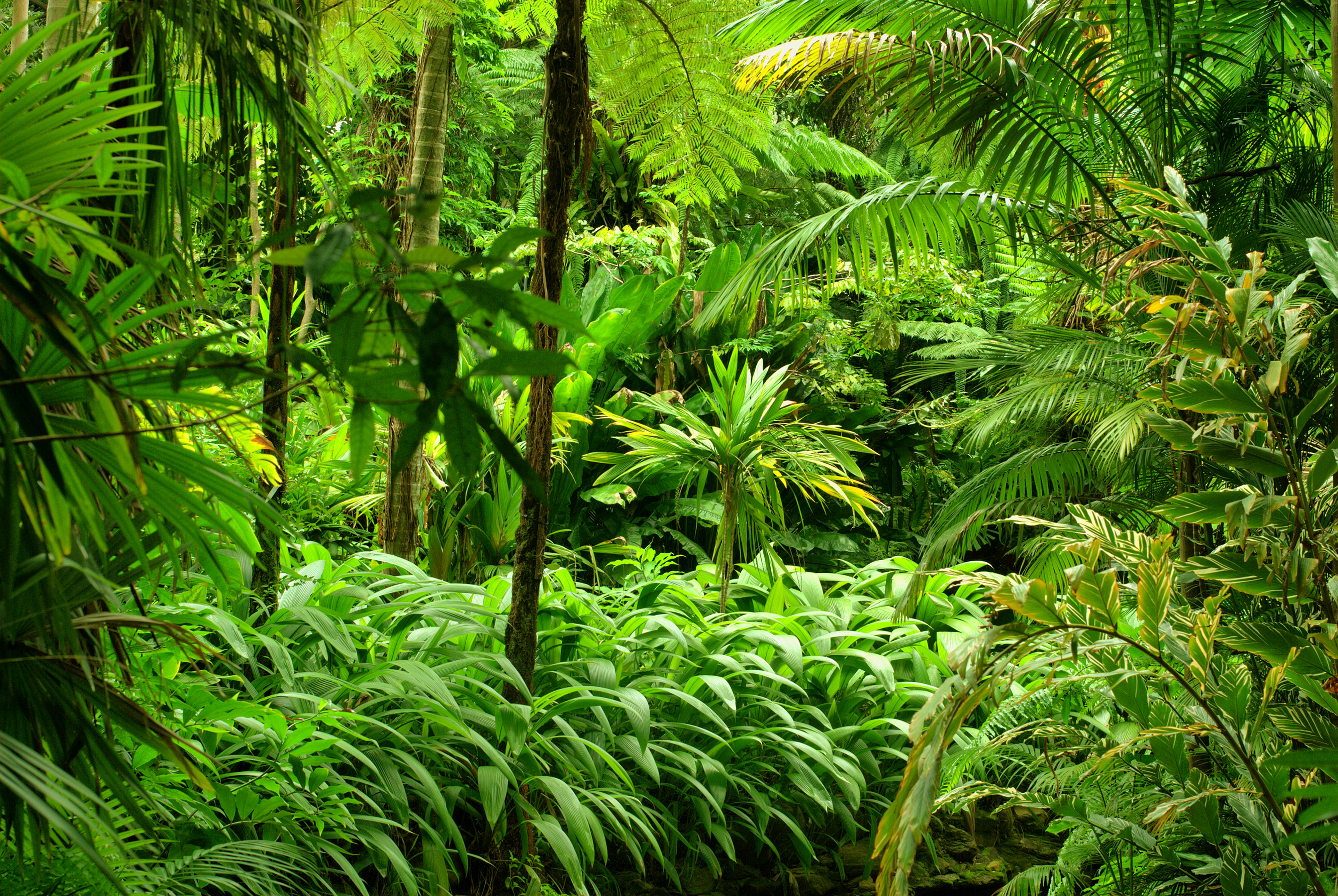 Тропики Леса Jungle Природа фото 4000x2680 обои картинки скачать на рабочий...