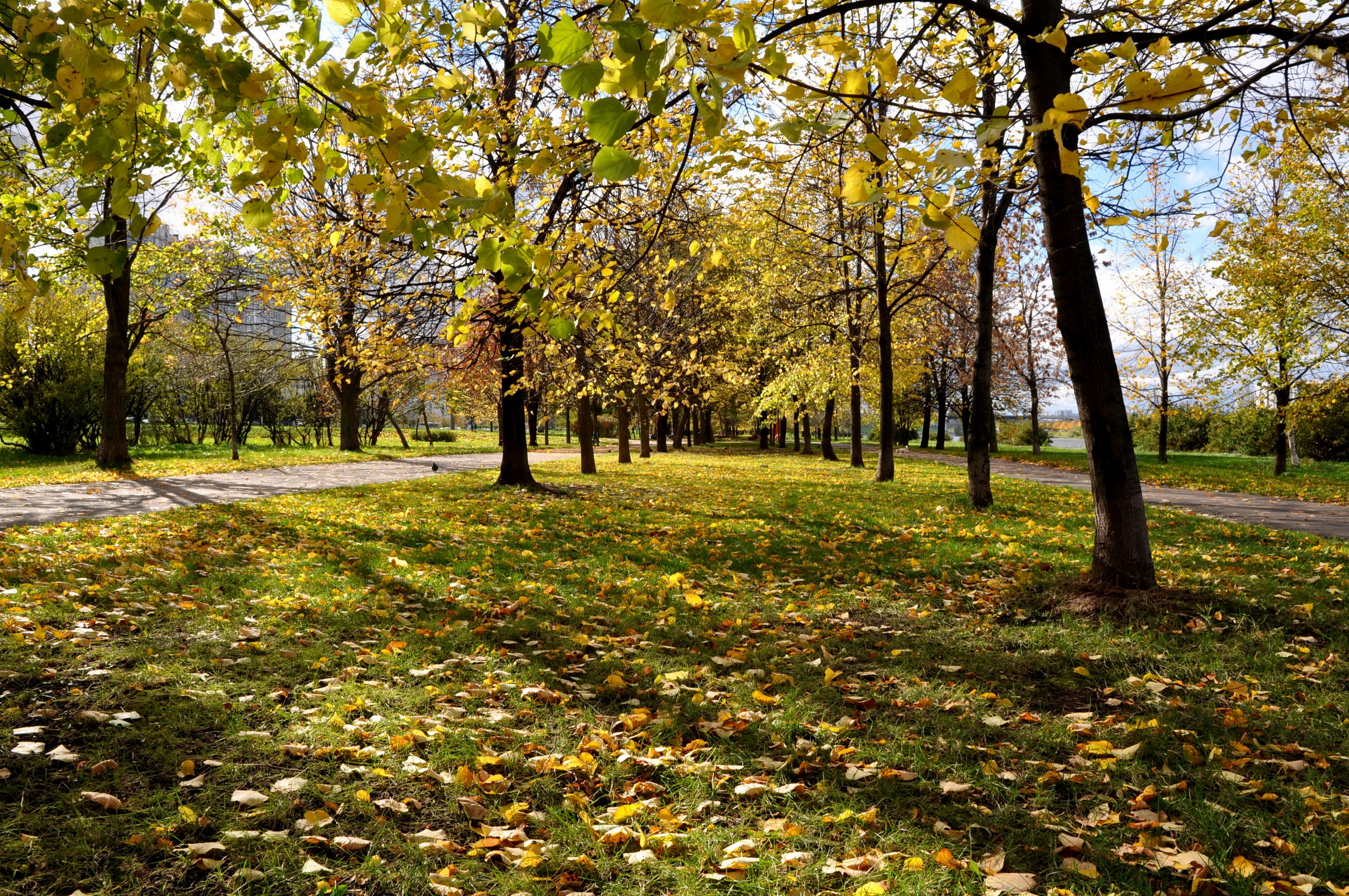 парк, листопад, осень бесплатно