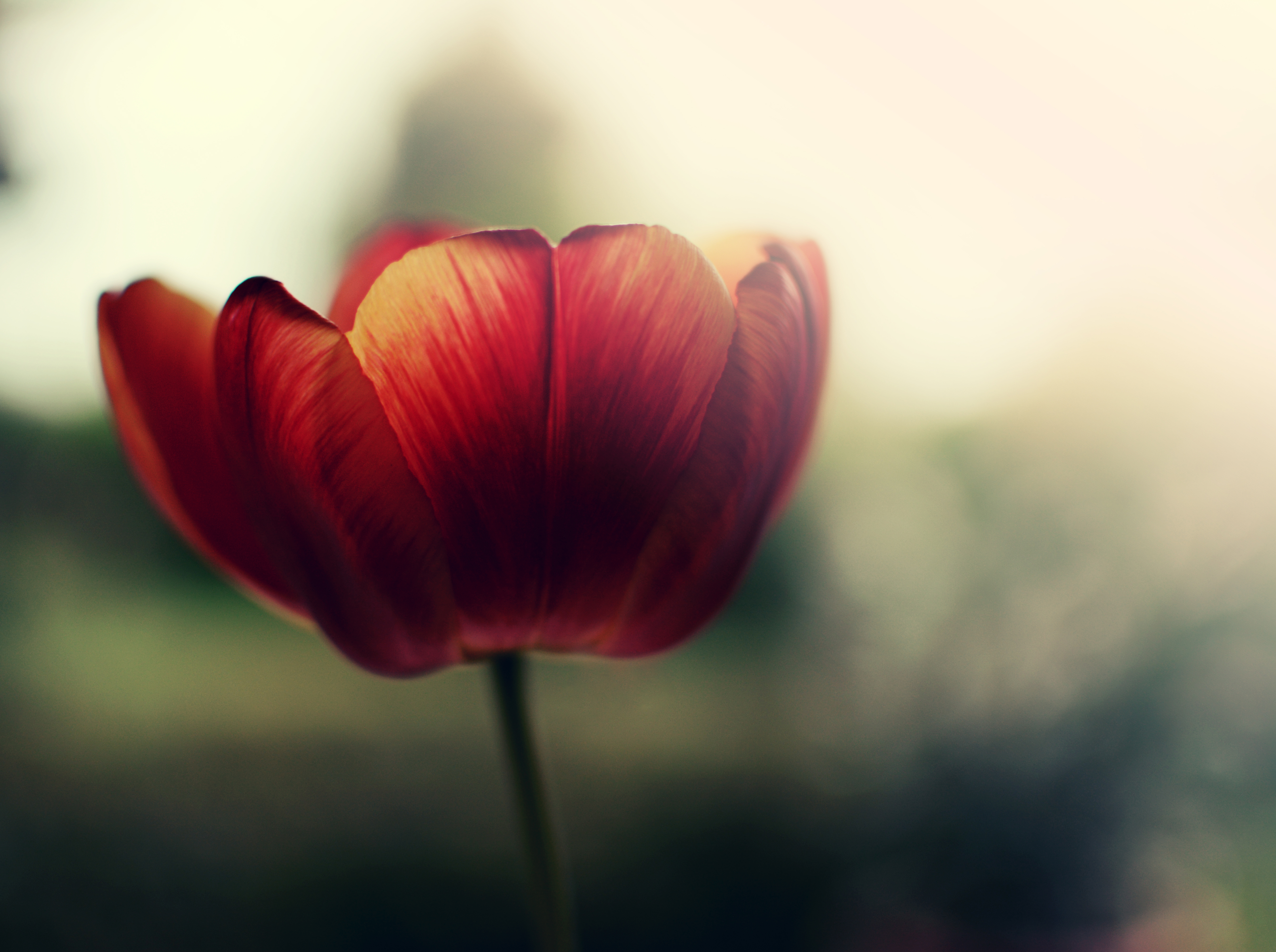 природа красные цветы тюльпаны крупный план загрузить