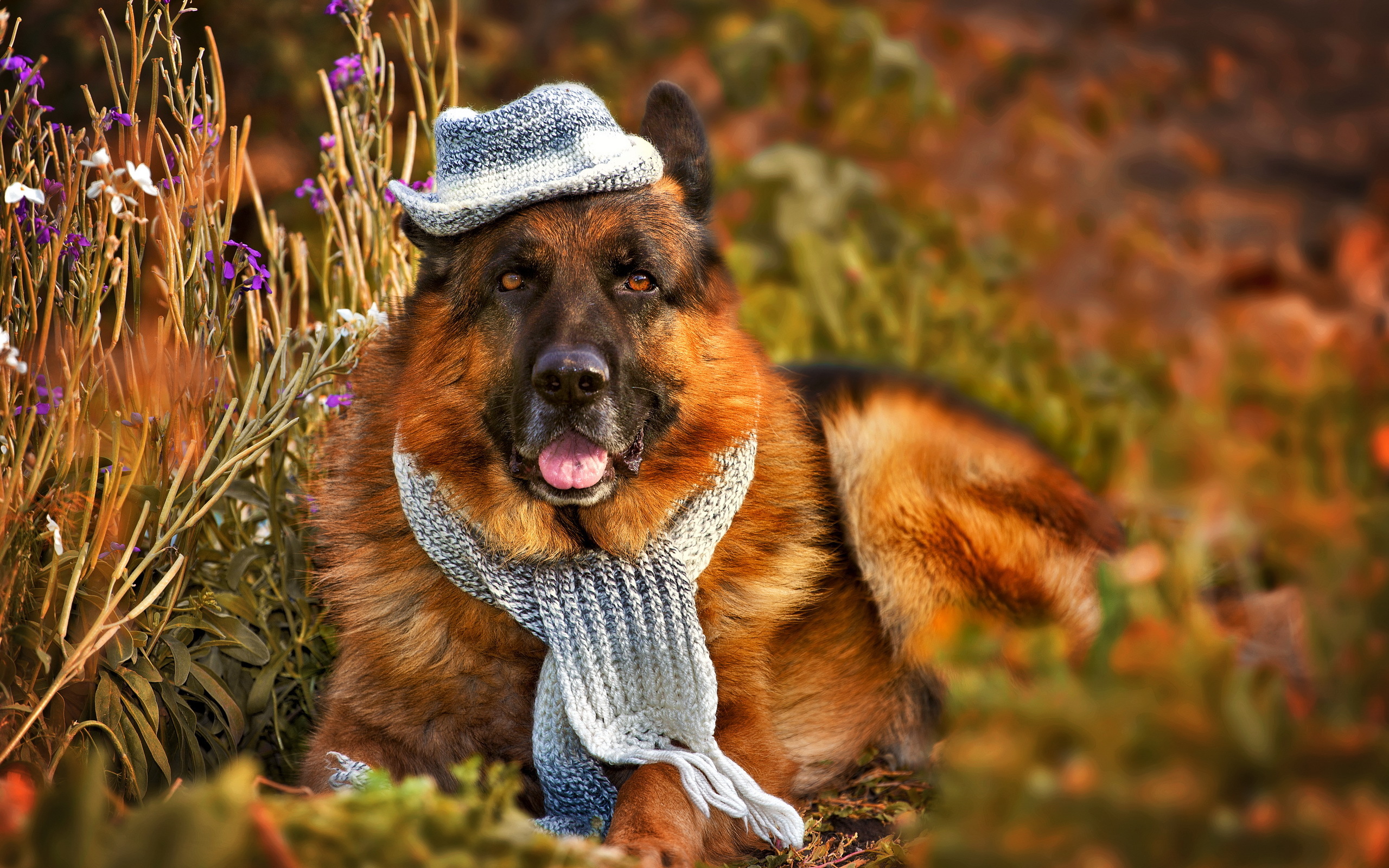 природа животные собаки шарф шапка без смс