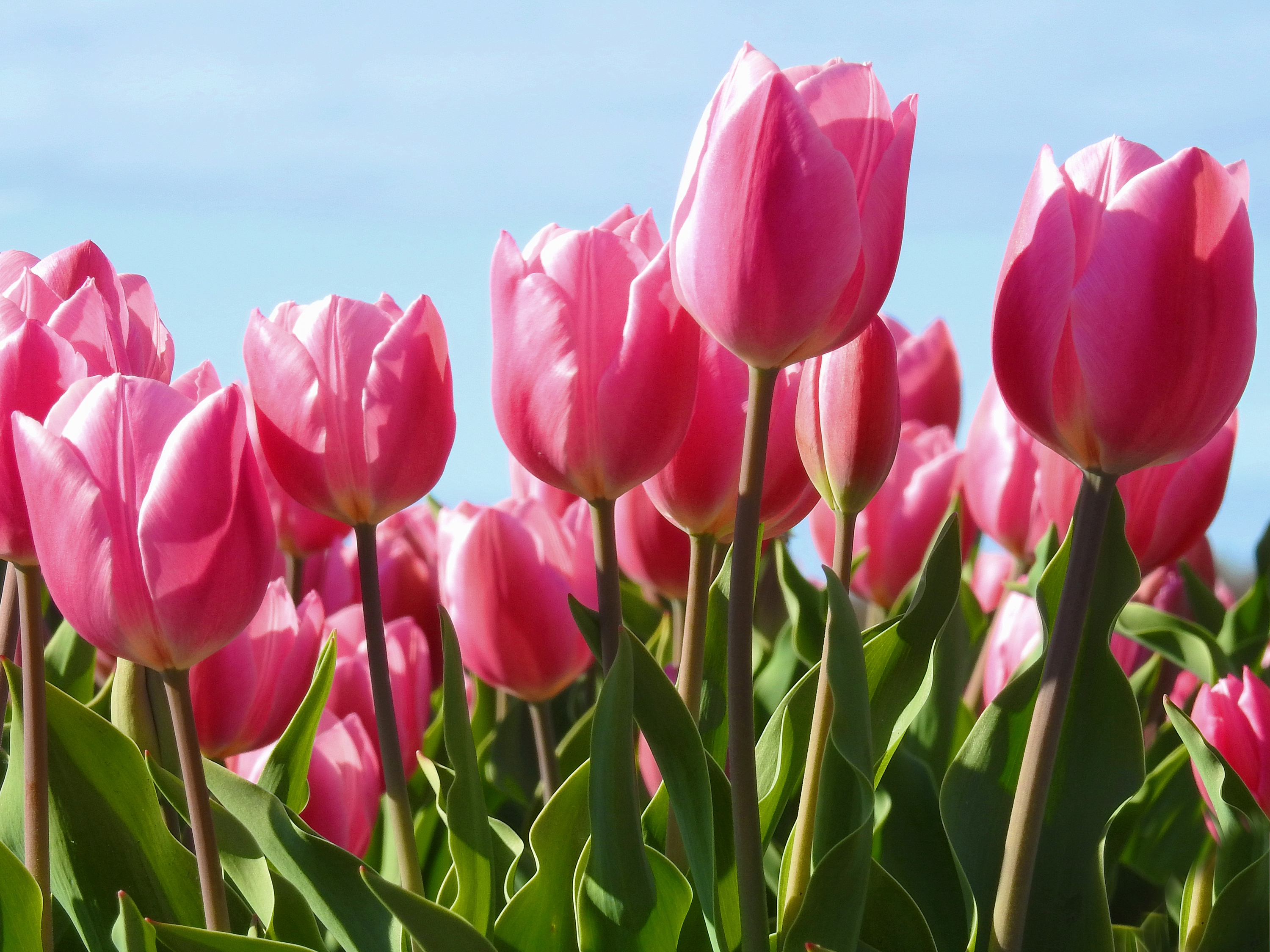 Что значат розовые тюльпаны. Тюльпаны. Розовые тюльпаны. Тюльпаны крупным планом. Тюльпаны картинки.