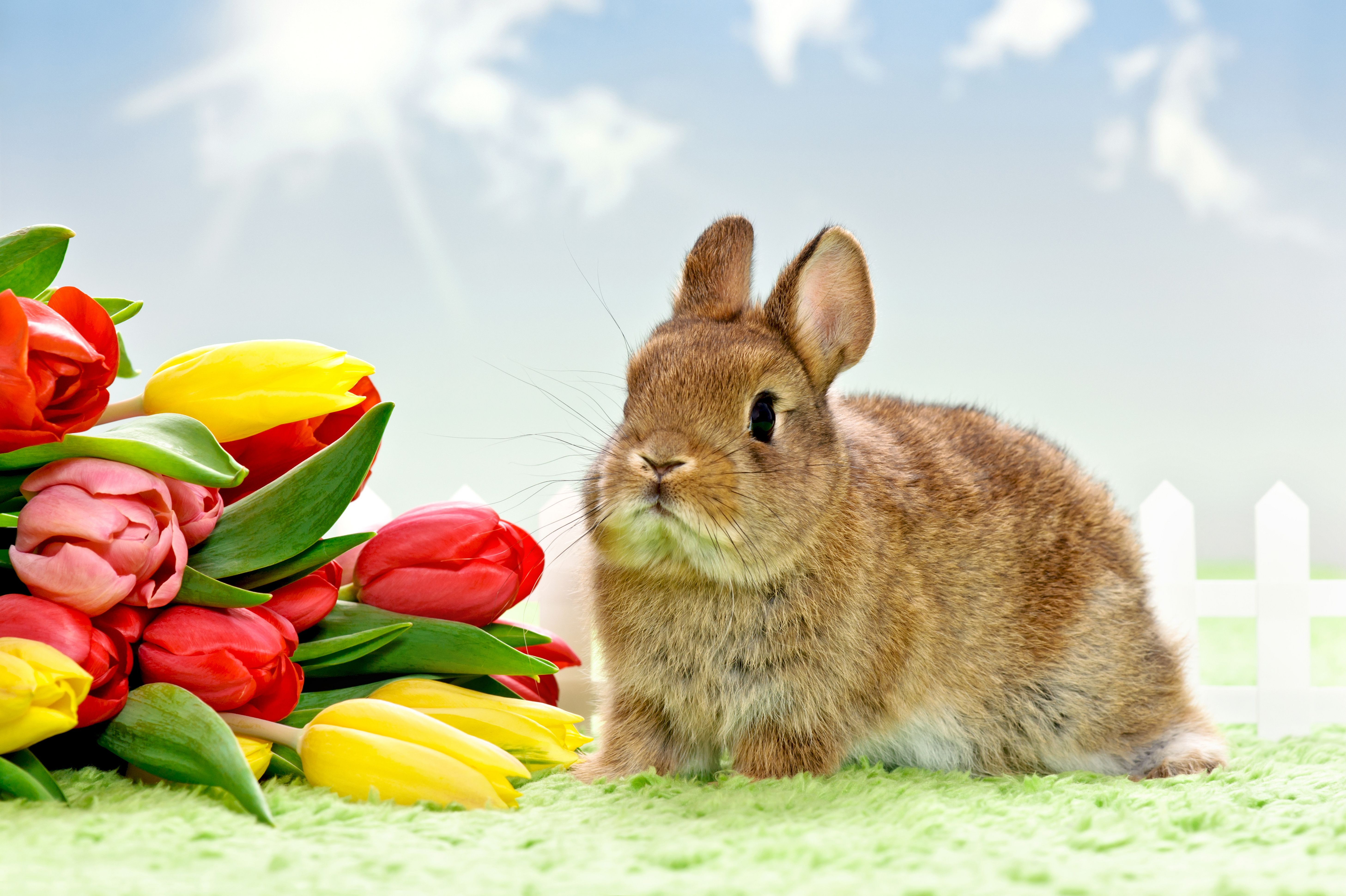Кролик белый в цветах бесплатно