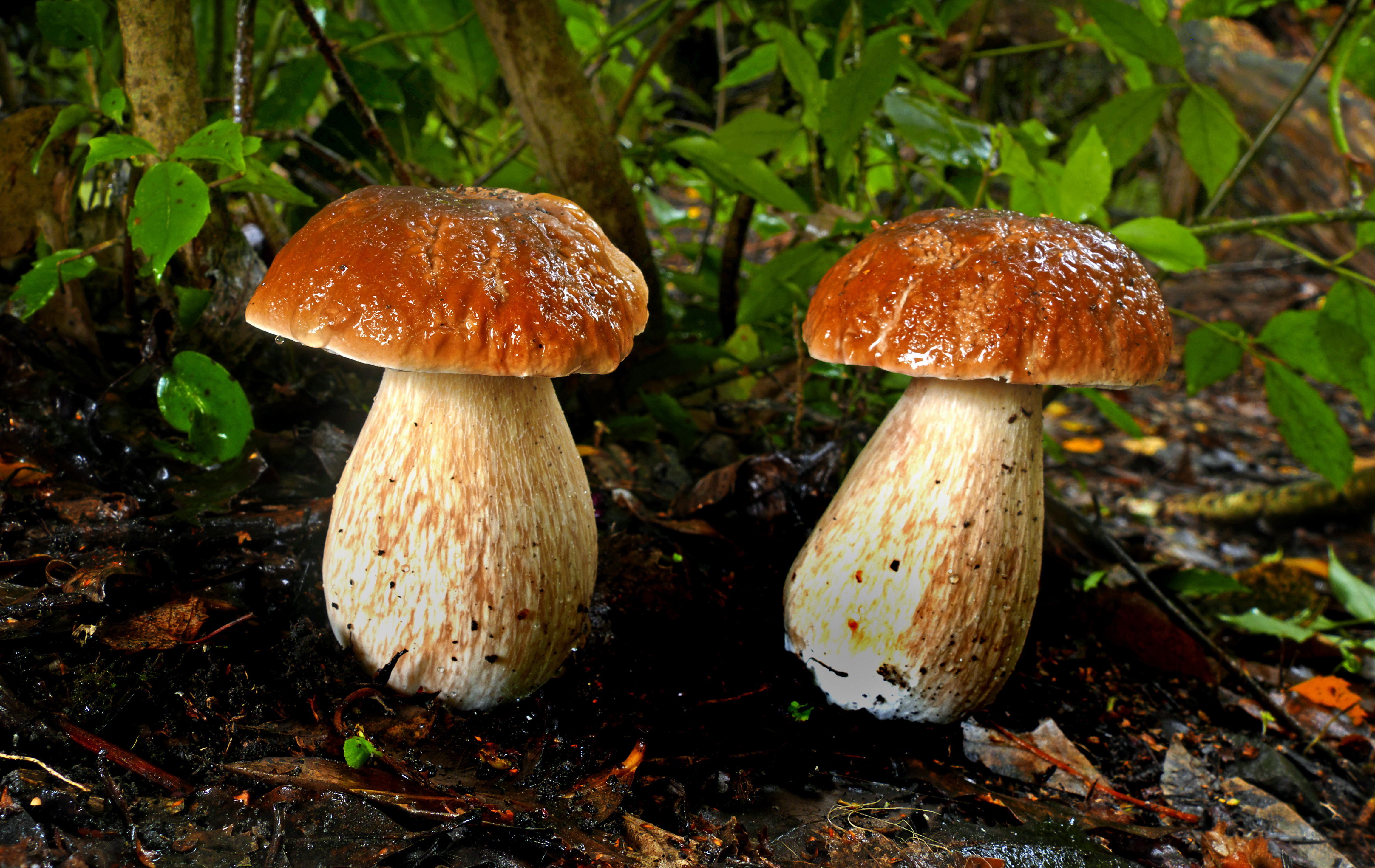 Белый гиб. Гриб Боровик. Белый гриб подосиновик и Боровик. Красивые белые грибы. Карельский белый гриб.