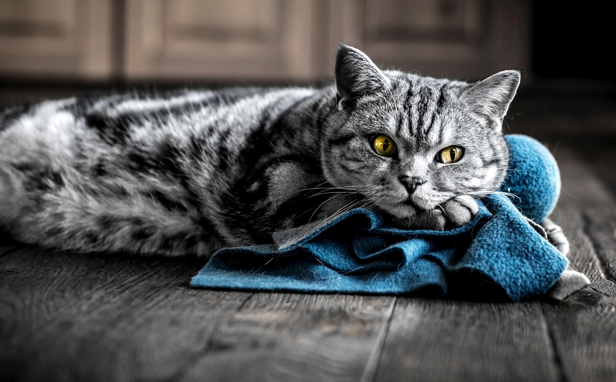 Киса под. Британский кот полосатый серый. Британская кошка короткошерстная полосатая серая. Красивый кот. Кошечки на рабочий стол.
