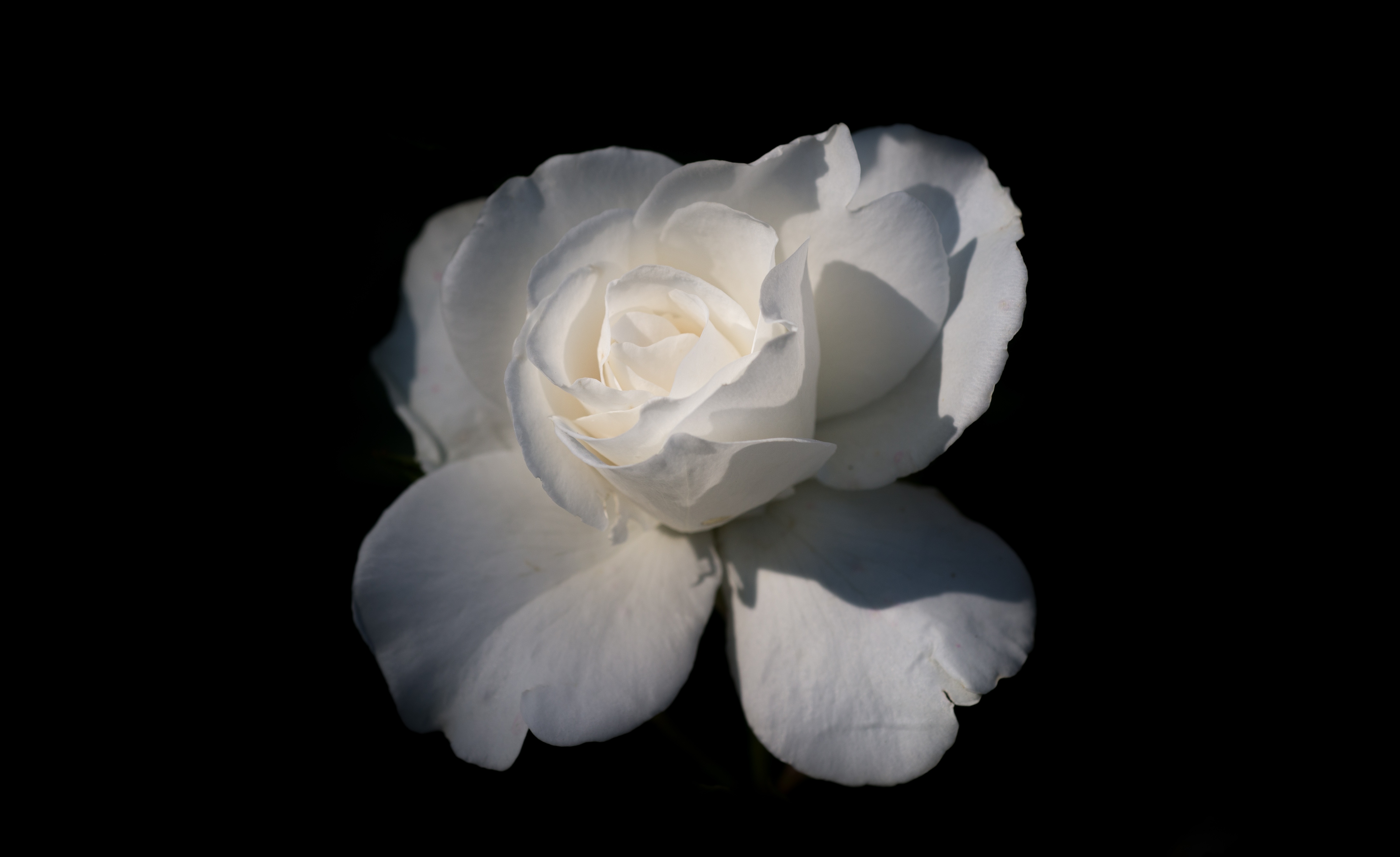 Картинка Розы белая цветок вблизи Черный фон роза Белый белые белых Цветы на черном фоне Крупным планом