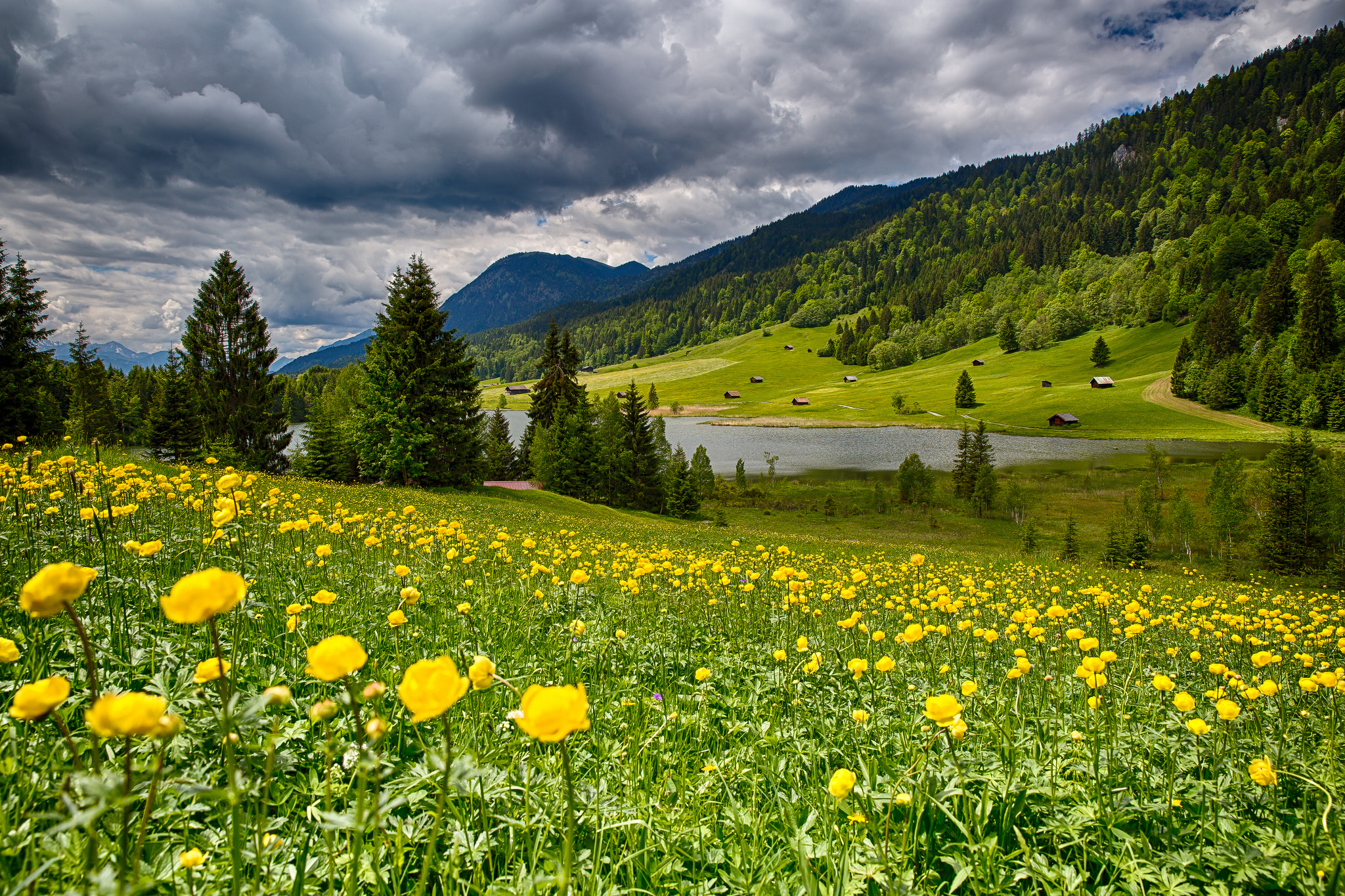 природа озеро цветы трава загрузить