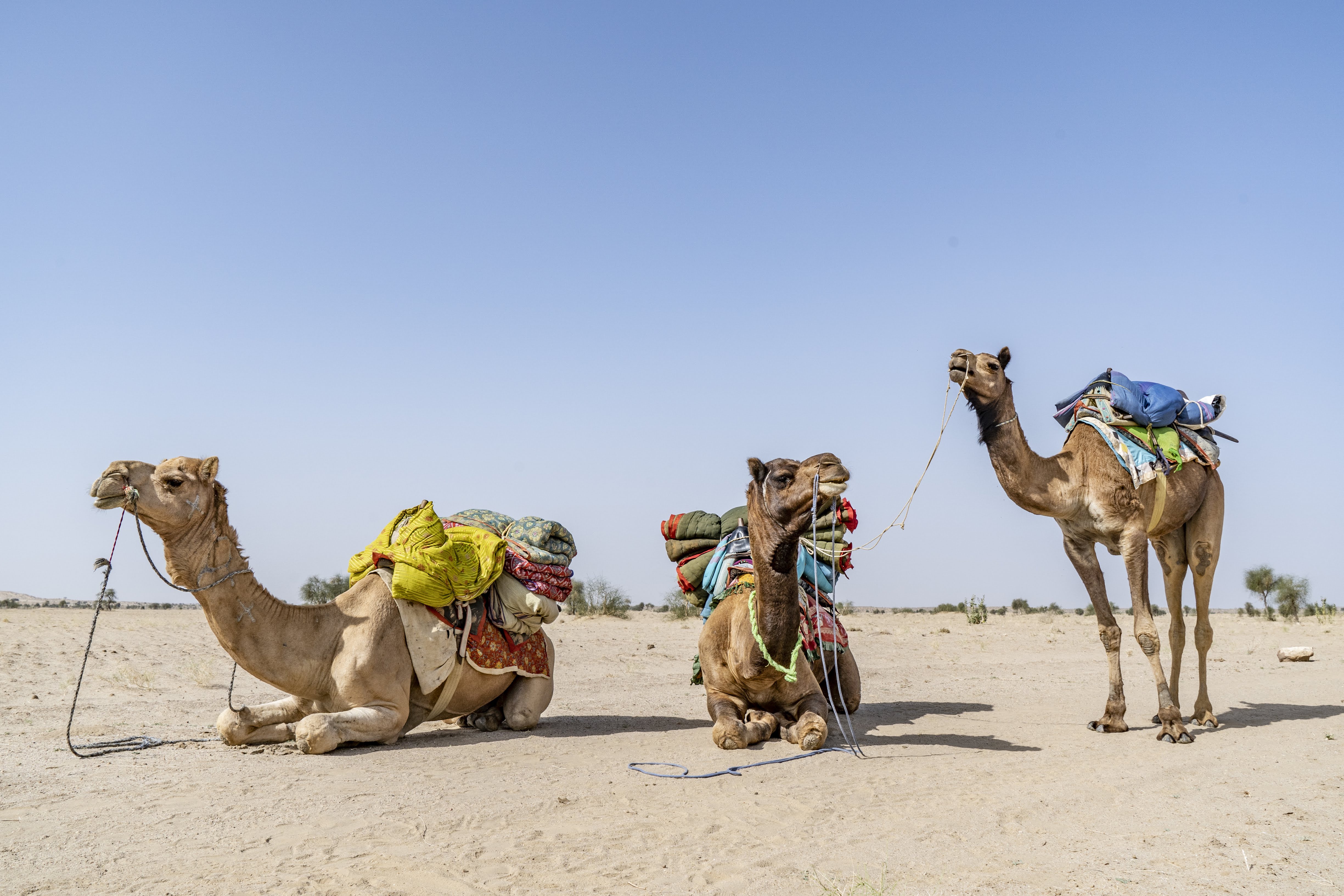 Desert camel. Мехари верблюд. Одногорбый верблюд Караван. Одногорбый Египетский верблюд. Караван одногорбых верблюдов.