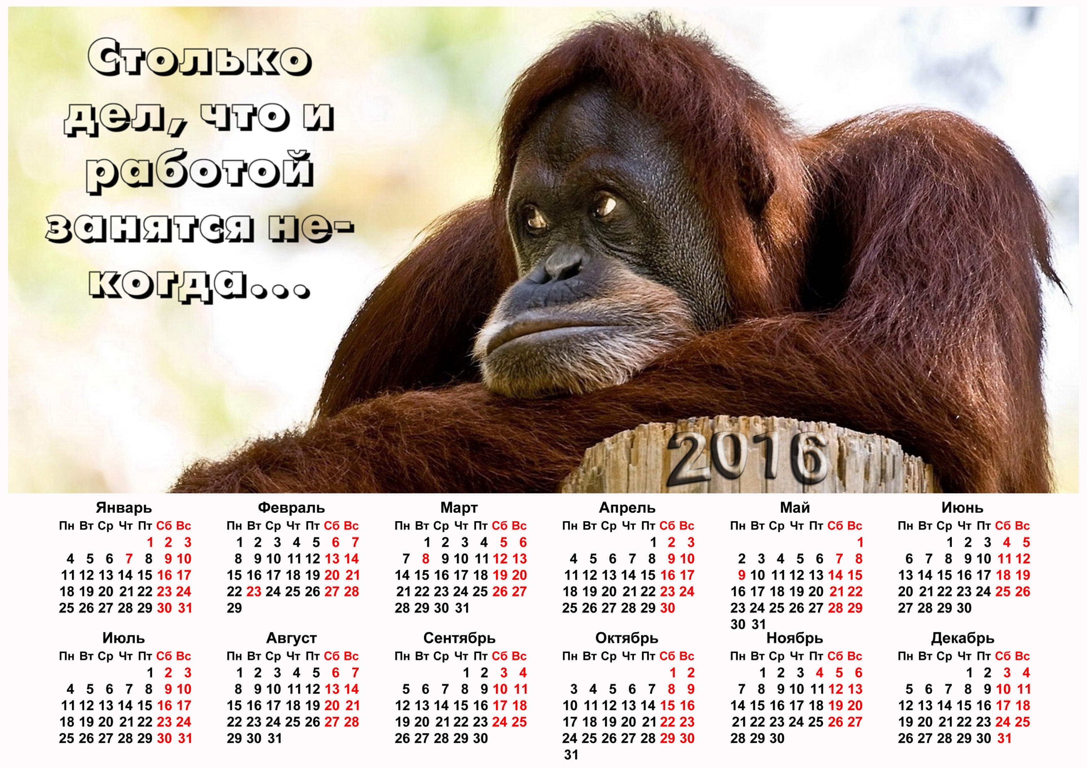 Год обезьяны животных. Календарь 2016 года. Календарь 2016 год обезьяны. Календарь с обезьяной. Календарь 2016 года по месяцам.