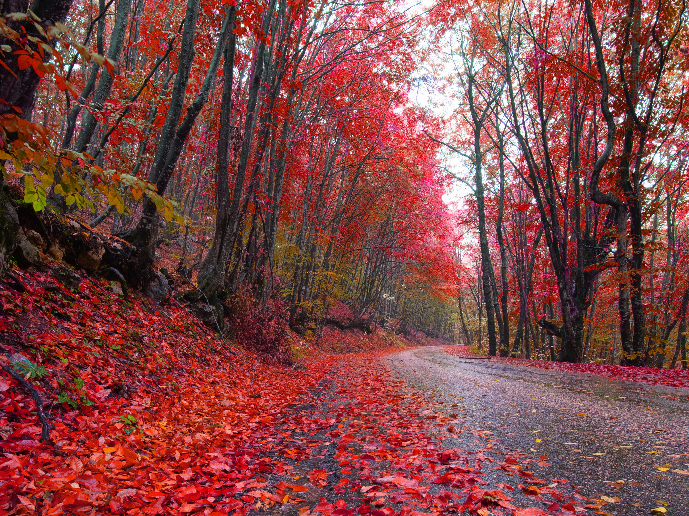 Дорога в красных листьях бесплатно