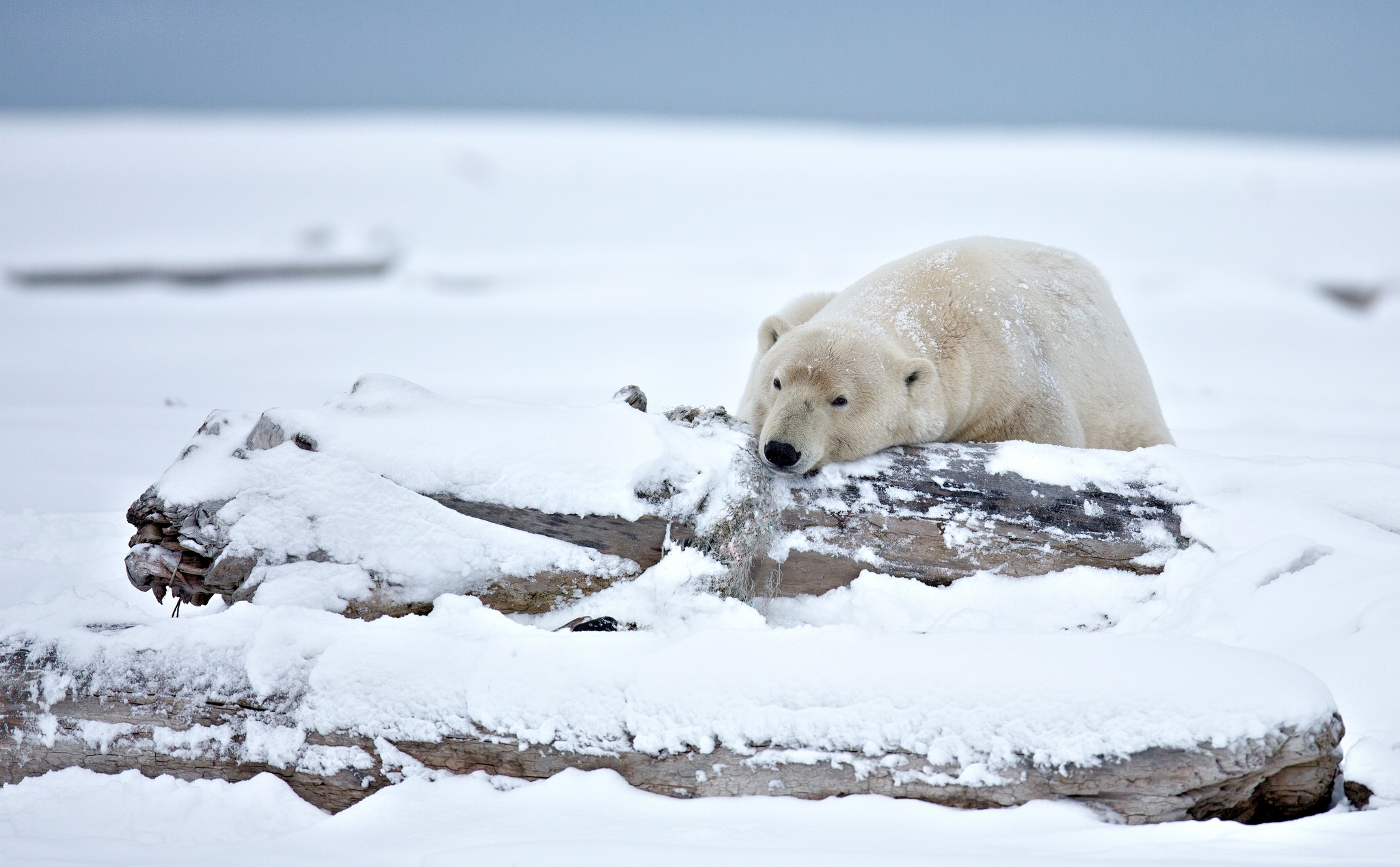 Медведи живут на севере. Белый медведь в тундре. Медведь в тундре. Пейзаж с белыми медведями. Животные зимой в Арктике.