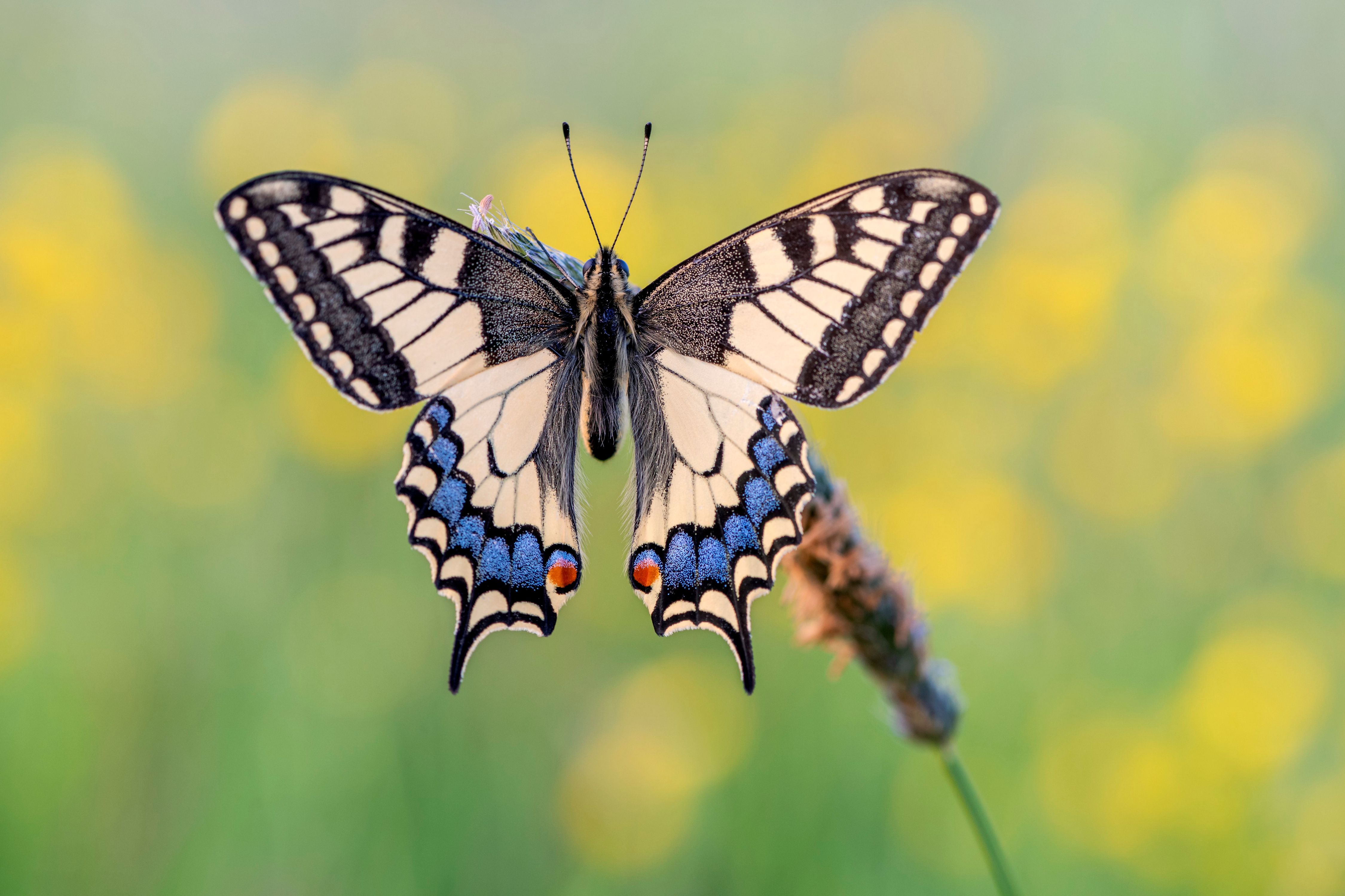 Фотографии бабочка насекомое machaon Животные Крупным планом Бабочки Насекомые вблизи животное