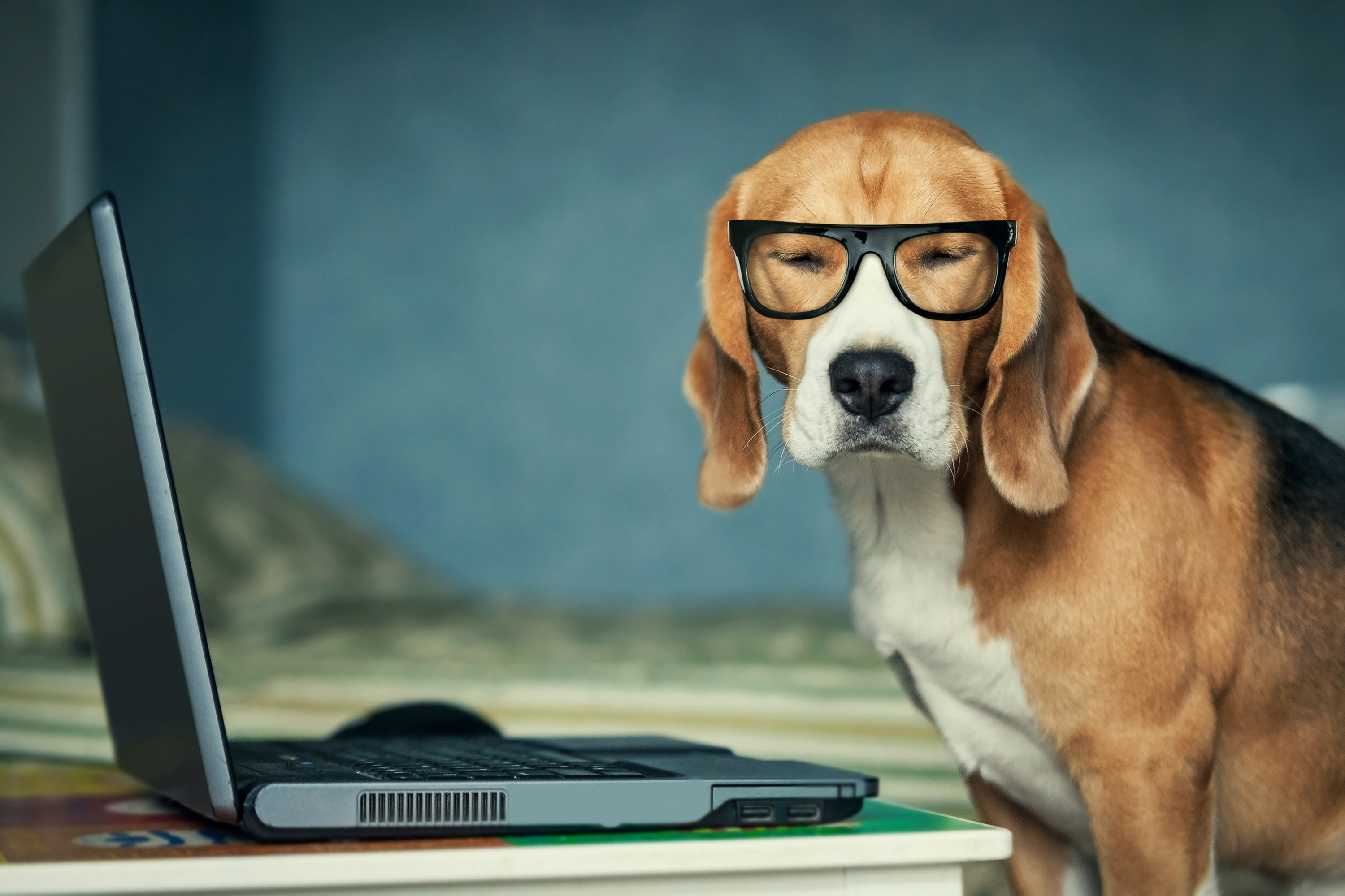 ноутбук собака the laptop dog бесплатно