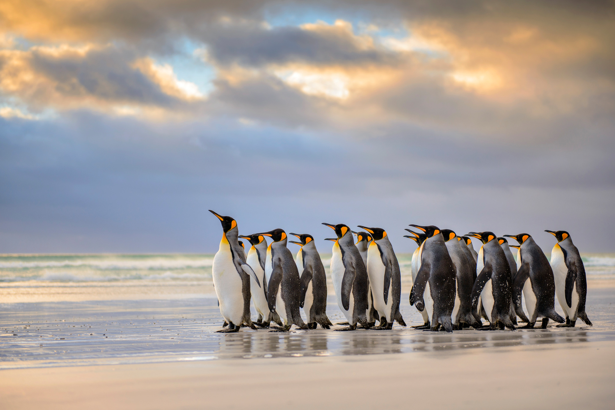 Пингвины в дикой природе. Фолклендские острова пингвины. Императорский Пингвин в Антарктиде. Королевский Пингвин в Антарктиде. Королевский Пингвин Пингвинообразные.